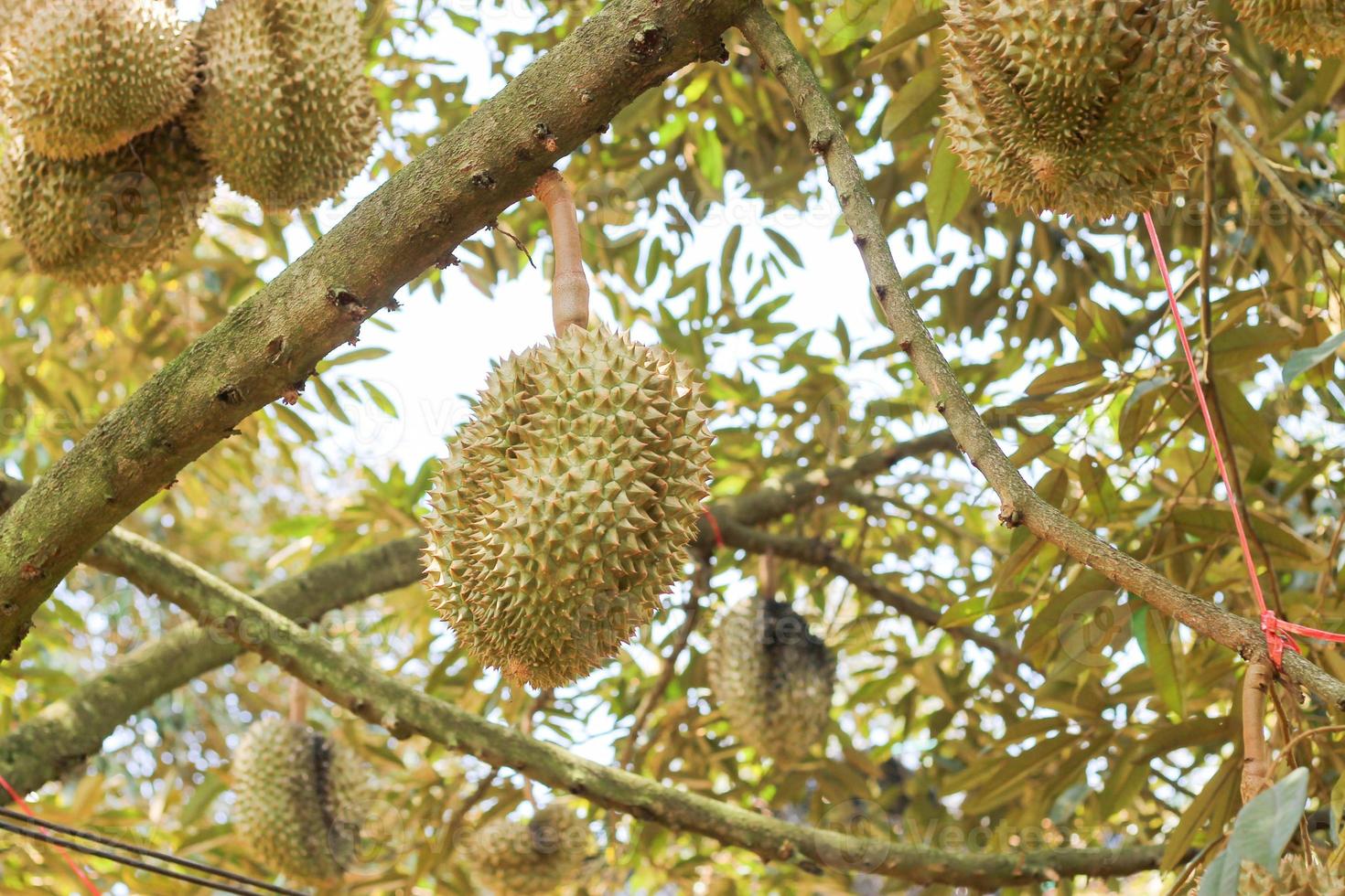 durians on the durian tree in an organic durian orchard. photo