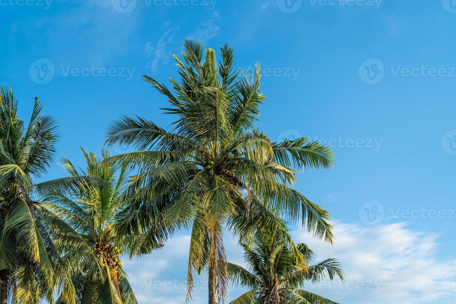 Beautiful green coconut palms plantation photo