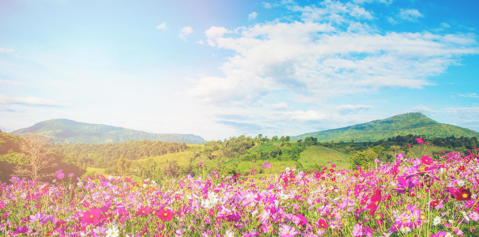 spring flower pink field colorful cosmos flower blooming in the beautiful garden flowers on hill landscape mountain photo