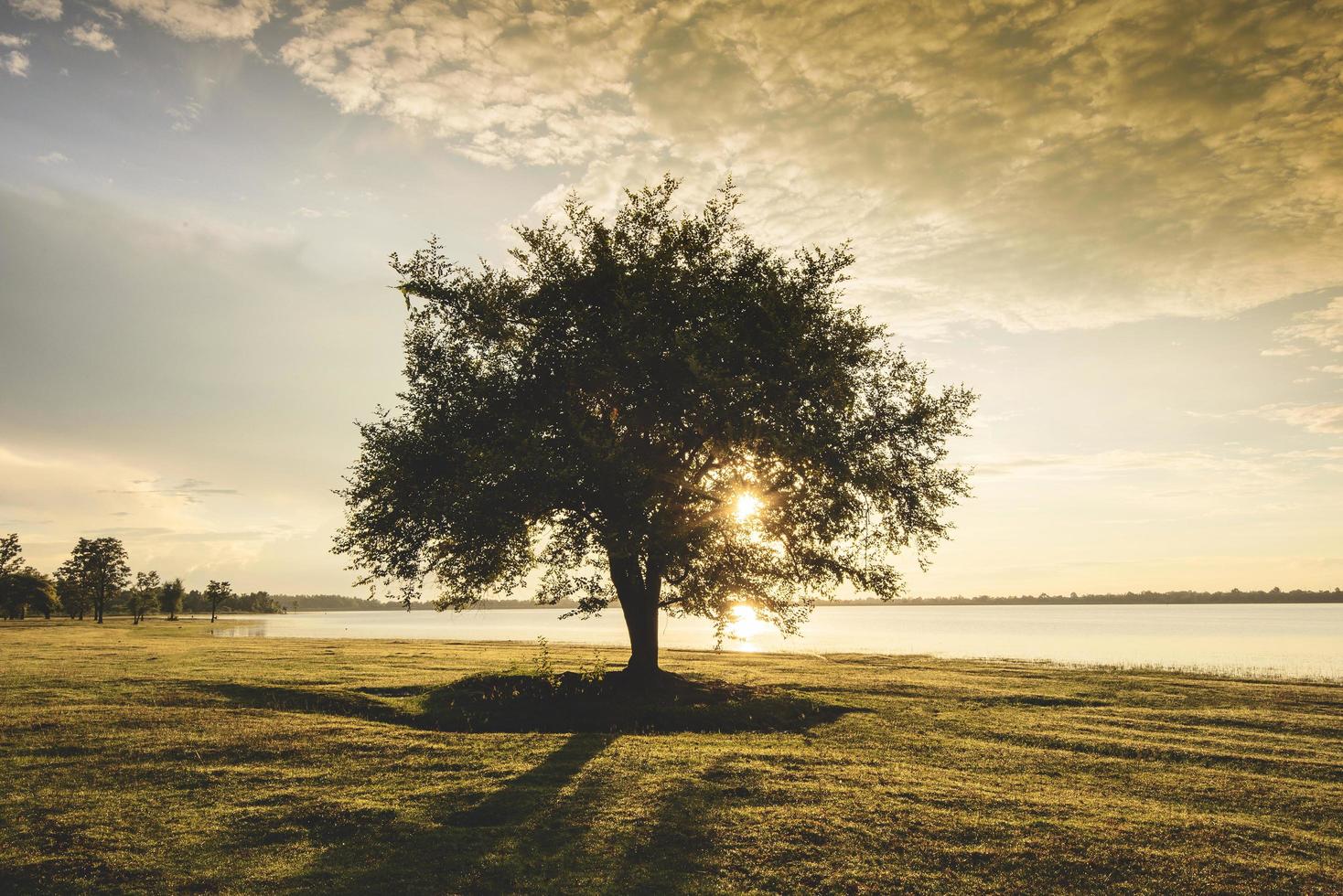 silueta de árbol solo en el lago junto al río con puesta de sol o amanecer en un prado verde en el campo foto