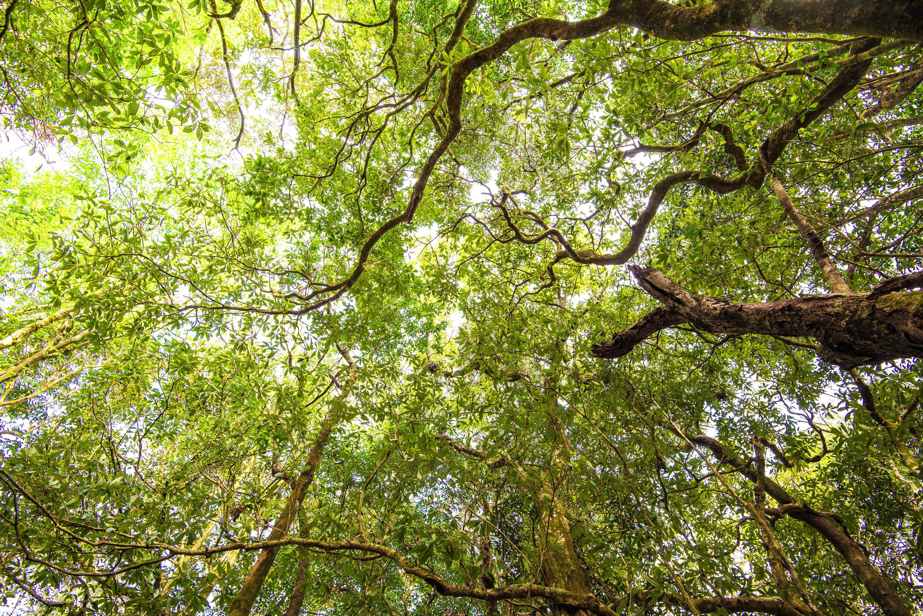 Tall tree in the jungle scenic view of green tree large in the forest