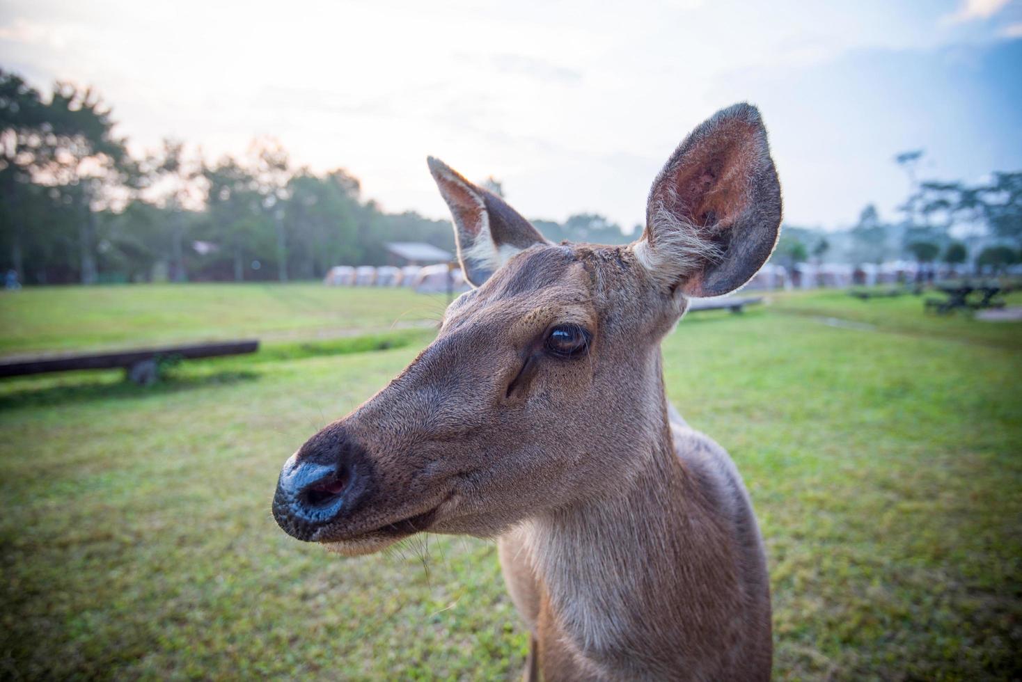 Deer face and head close up of red deer female looking in the national park photo