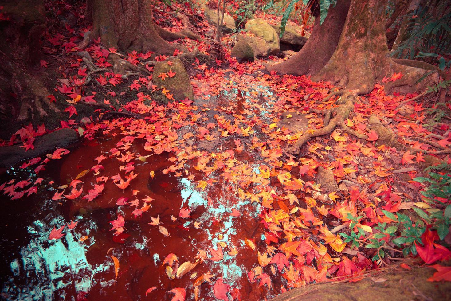 hojas de arce rojo en la roca en la corriente de agua con hojas de musgo verde cambio de color bosque de otoño foto