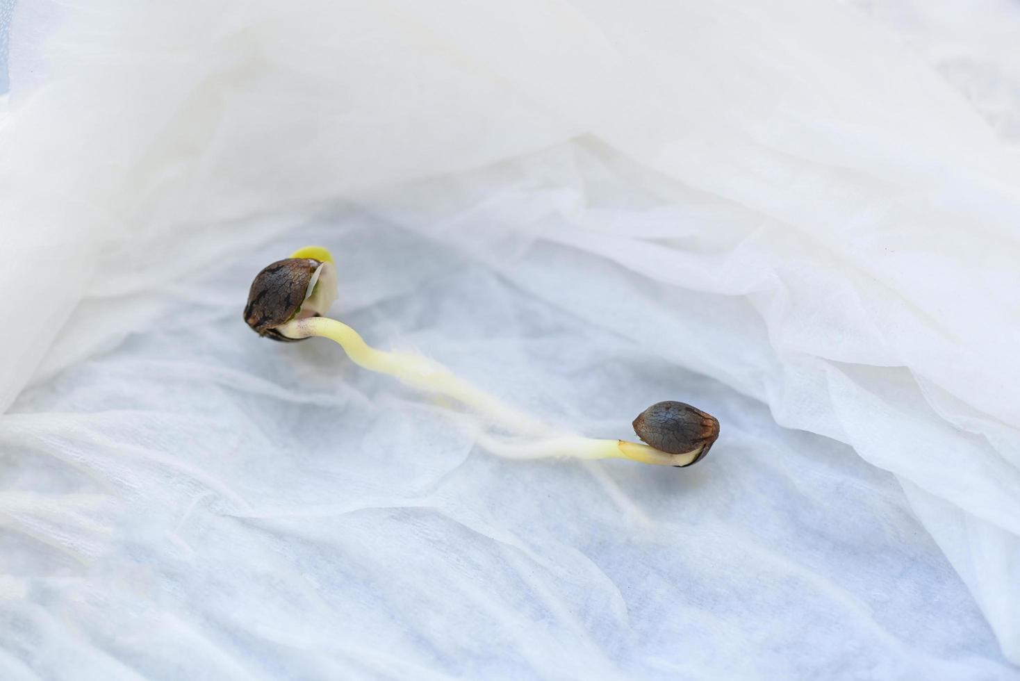 Cannabis Seedling on tissue wet for planting , close up Sprout Cannabis seeds , Hemp seeds , Marijuana seed. THC CBD photo