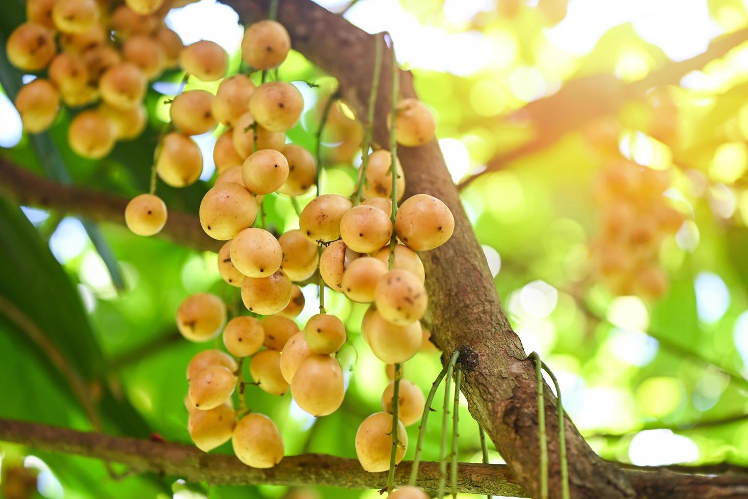 Rambeh fruit hang on the rambeh tree tropical fruit in Thailand, Fresh  ripe Rambi in the summer photo