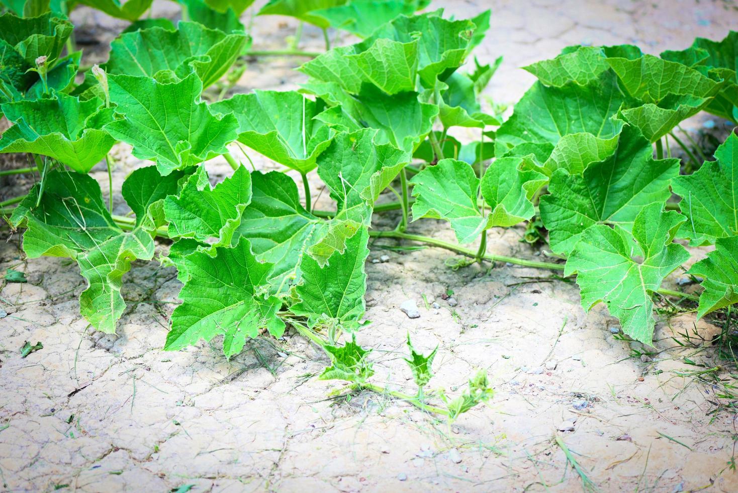 Green vine of pumpkin plant tree growing on ground on organic vegetable garden agriculture farm , zucchini pumpkin photo