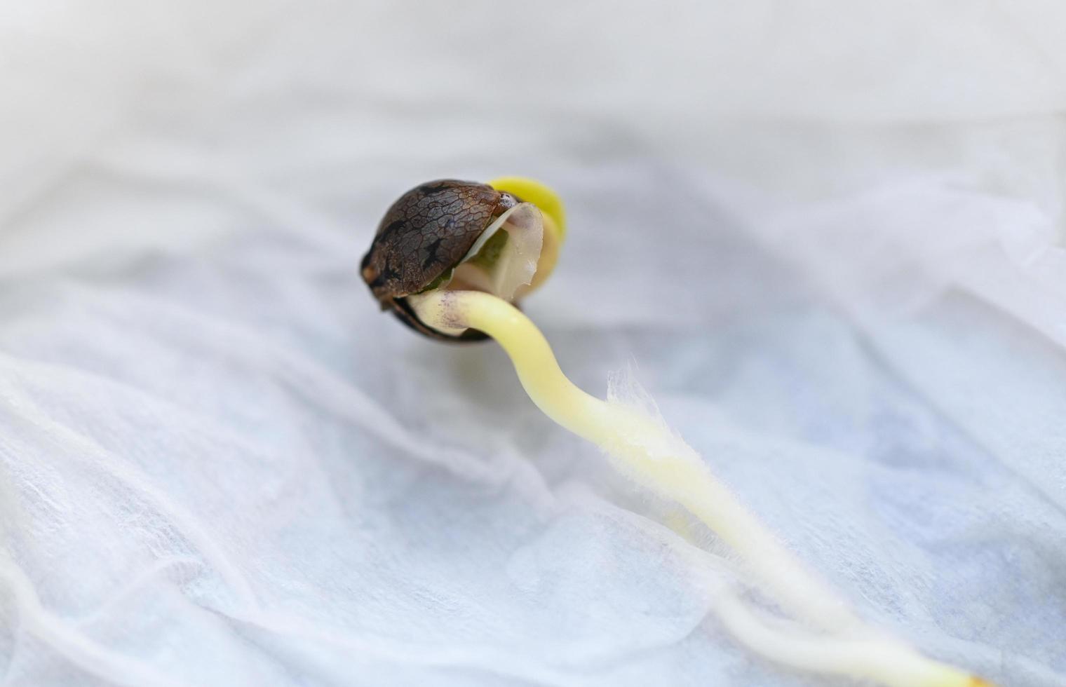 plántulas de cannabis en tejido húmedo para plantar, cerrar semillas de cannabis germinadas, semillas de cáñamo, semillas de marihuana. el cbd foto