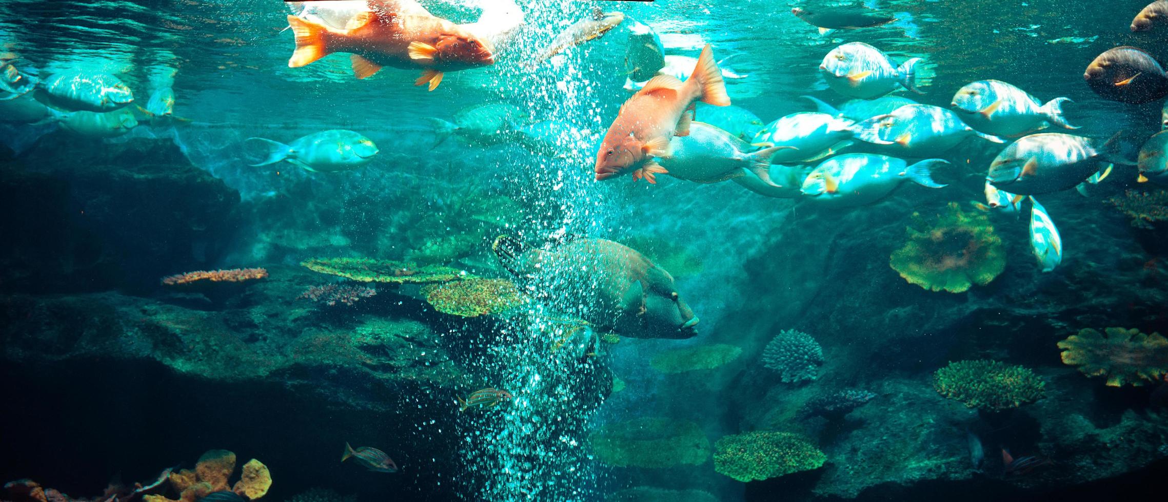 vida marina peces nadando bajo el agua océano colorido varios tipos pecera en acuario grande foto