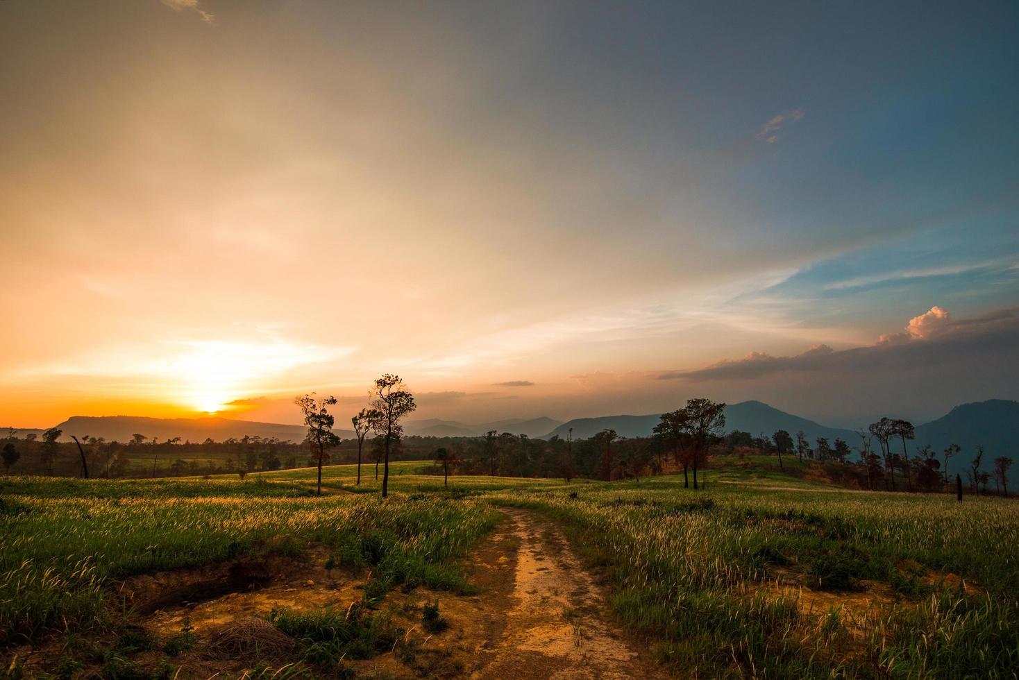 Colorful sky sunset on field and meadow green grass with landscape rural countryside road and tree background photo