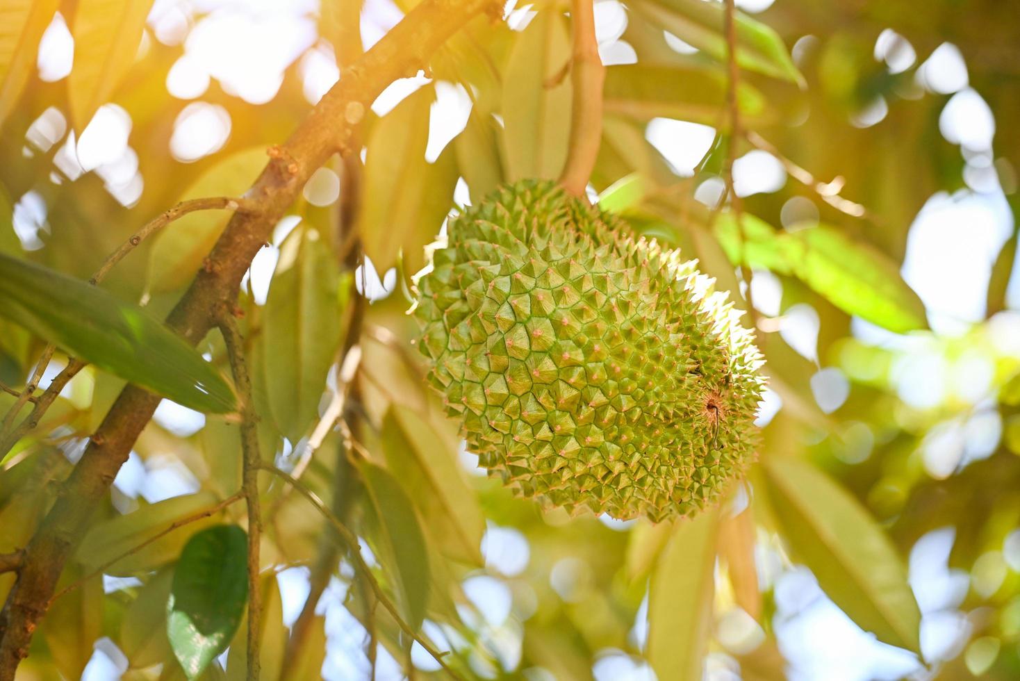 Fresh durian fruit hanging on the  durian tree in the garden orchard tropical summer nature, Durian in Thailand photo
