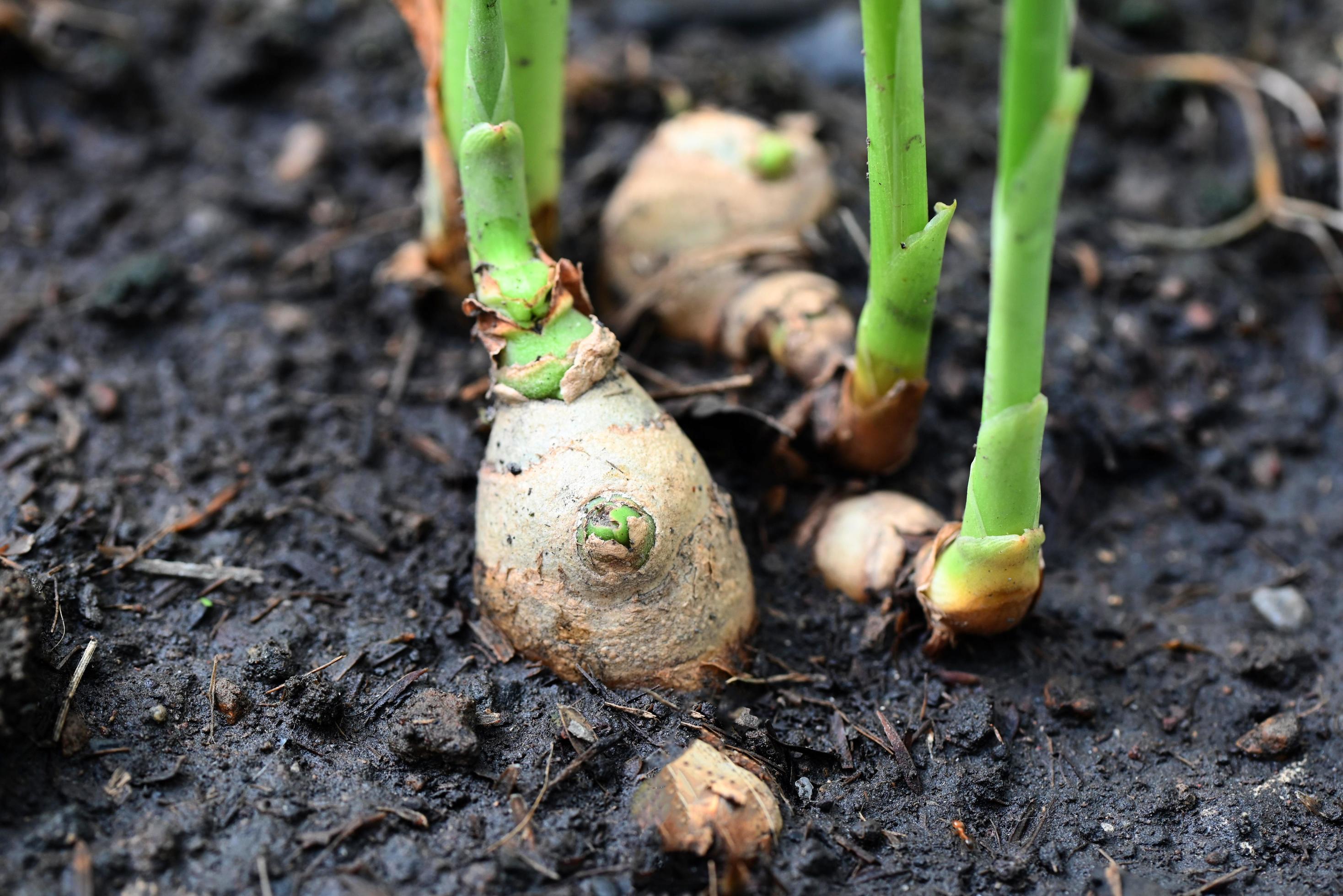 Ginger root on ground , nature ginger plant tree cultivate planting on soil , Growing ginger