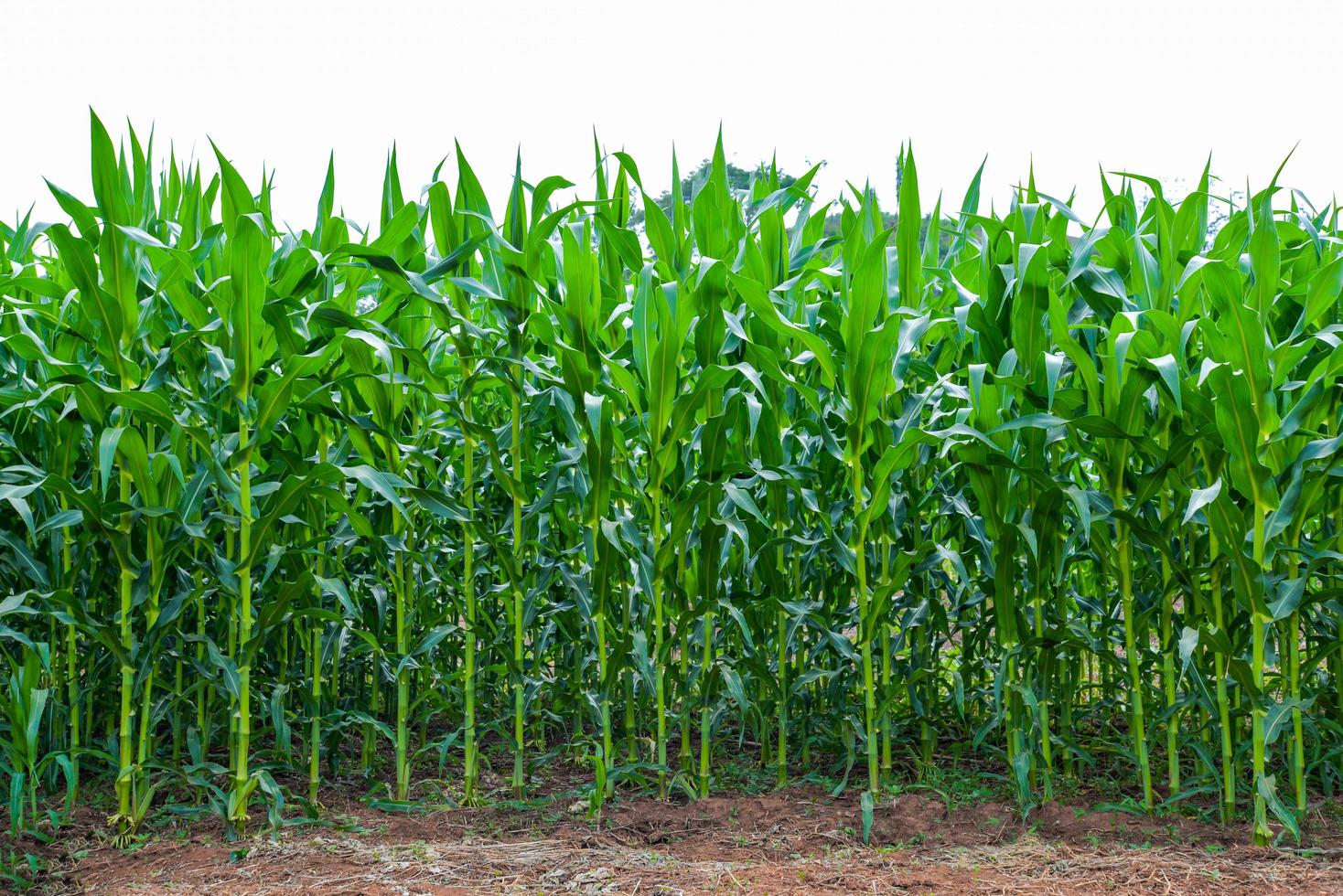 campo de maíz creciendo campo de maíz verde planta agrícola cultivo árbol de maíz en el área campo agrícola foto