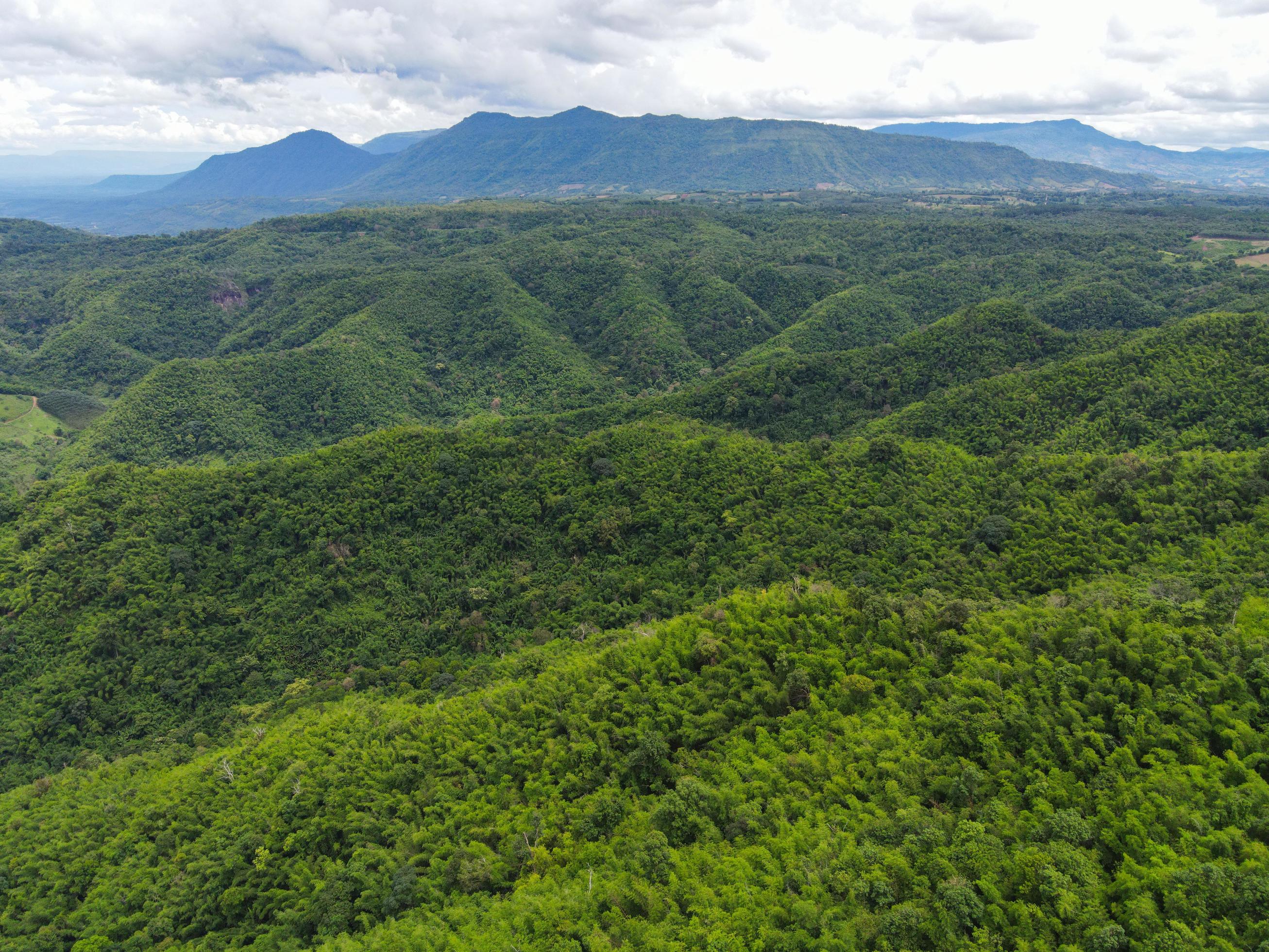 Aerial view forest trees background jungle nature green tree on the mountain top view forest hill landscape scenery of river in southeast Asia tropical wild 8726457 Stock Photo at Vecteezy