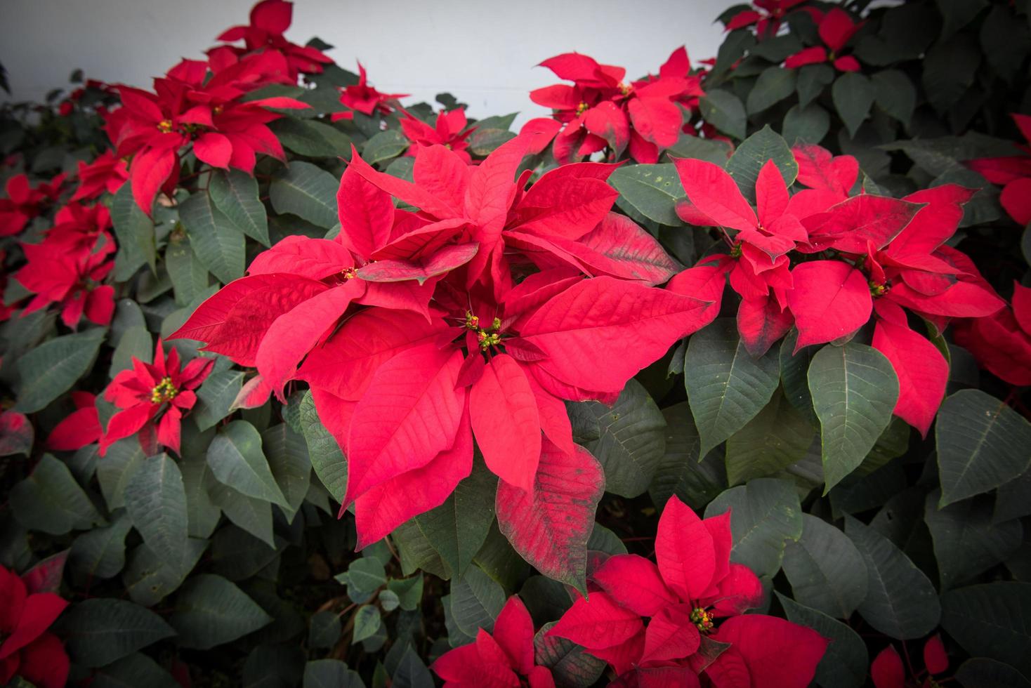 Beautiful leaf red background Poinsettia red flowers blooming in the garden front yard or Christmas star photo