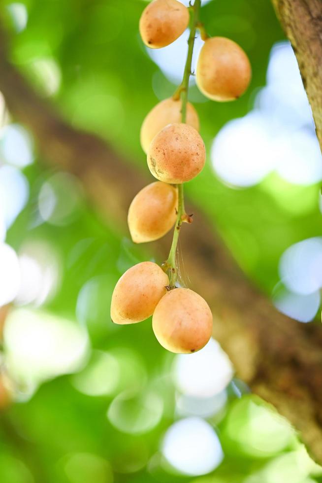 rambeh fruit cuelga en el árbol de rambeh fruta tropical en tailandia, rambi fresco y maduro en el verano foto