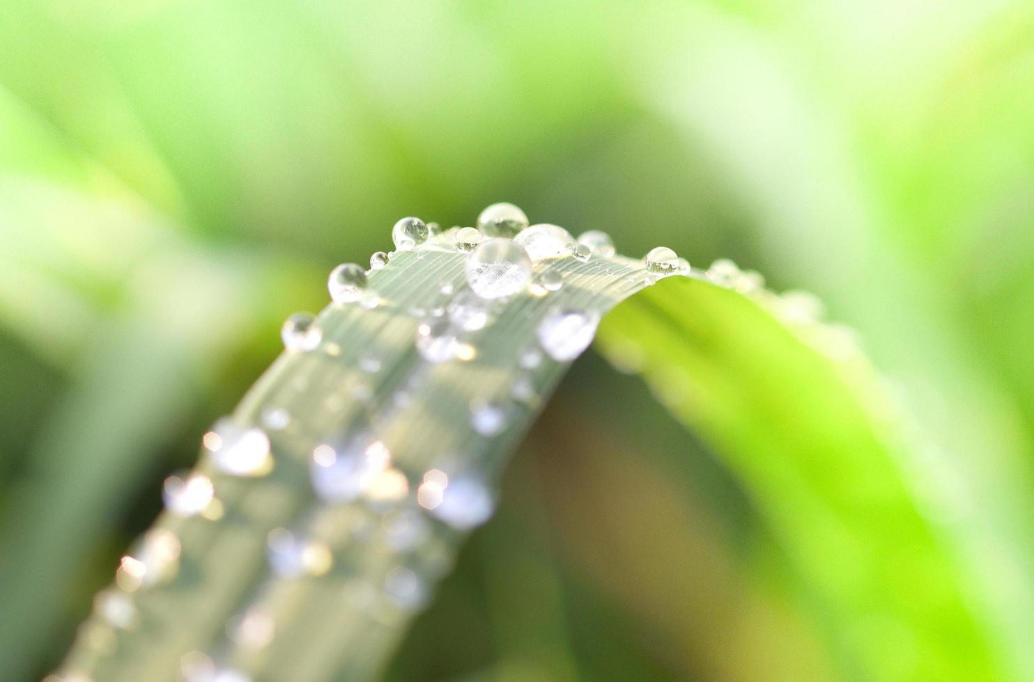 gota de agua de rocío sobre la hierba verde hoja en el campo por la mañana con luz solar día brillante foto