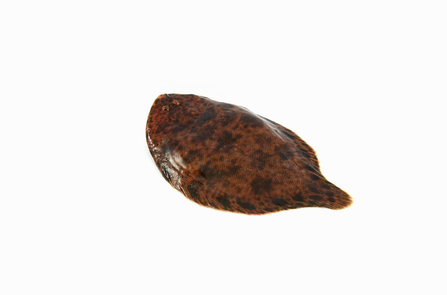 freshwater sole or river sole fish fresh isolated on white background photo