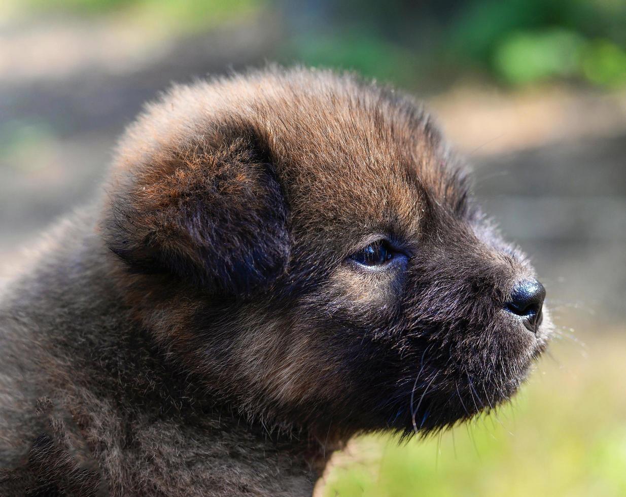 black brown cute puppy dog asia thai in garden outdoors dog sad lonely photo