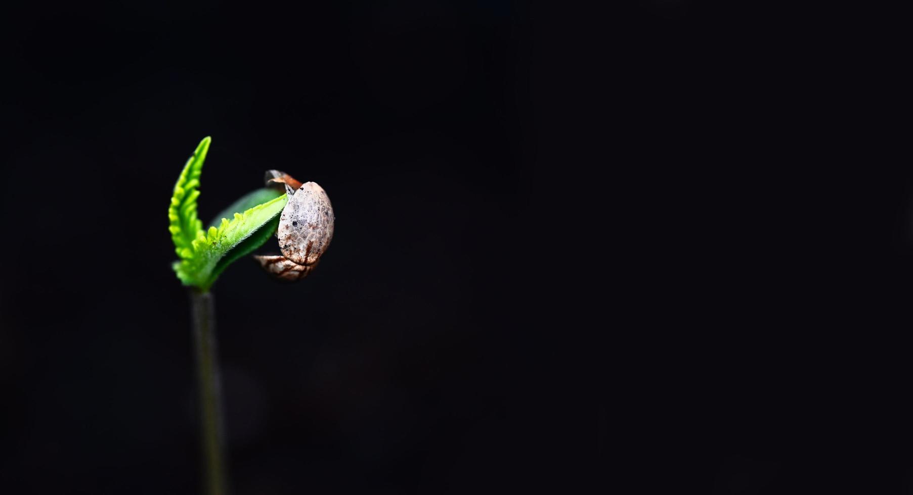 Cannabis Seedling on black pot for planting , close up Sprout Cannabis seeds , Hemp little , Marijuana seed plant tree small THC CBD photo