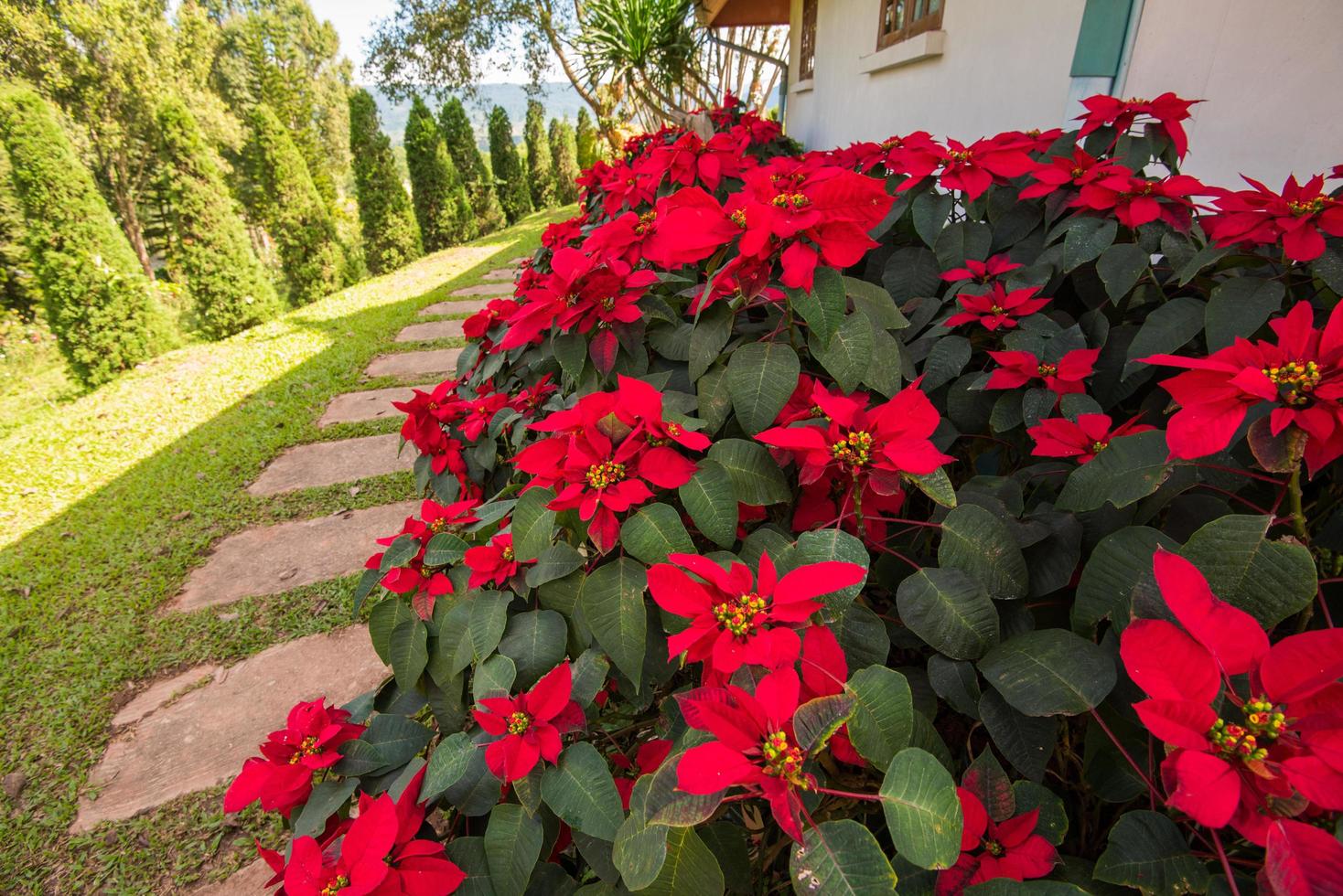 hermosa hoja fondo rojo poinsettia flores rojas que florecen en el patio delantero del jardín o estrella de navidad foto