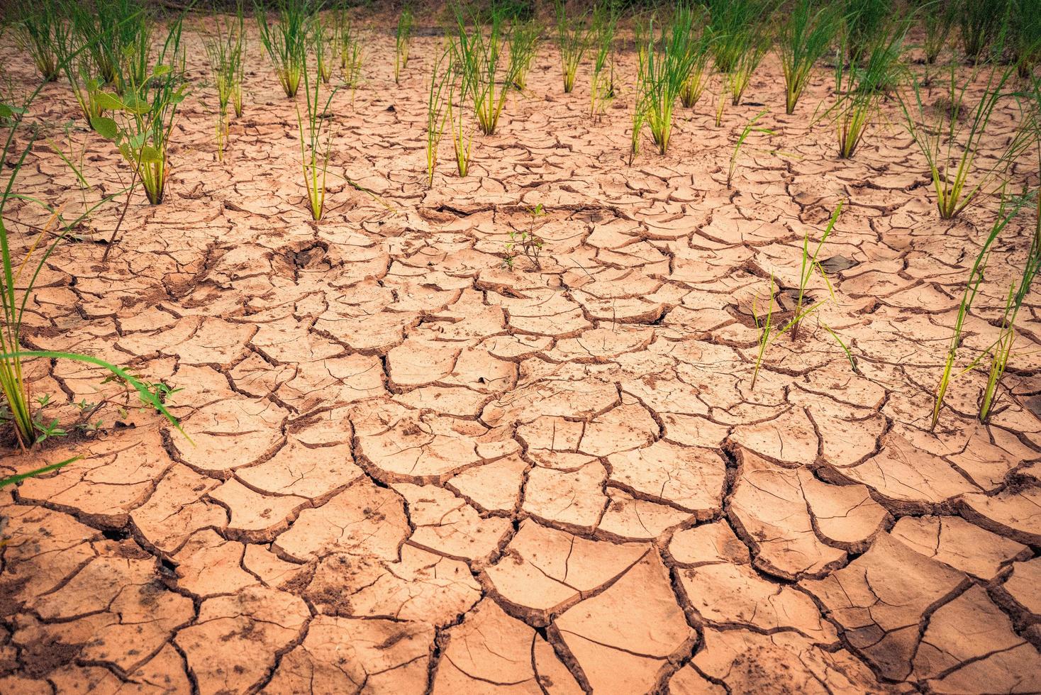 paisaje árido suelo agrietado tierra seca durante la estación seca en el campo de arroz desastre natural agricultura dañada foto