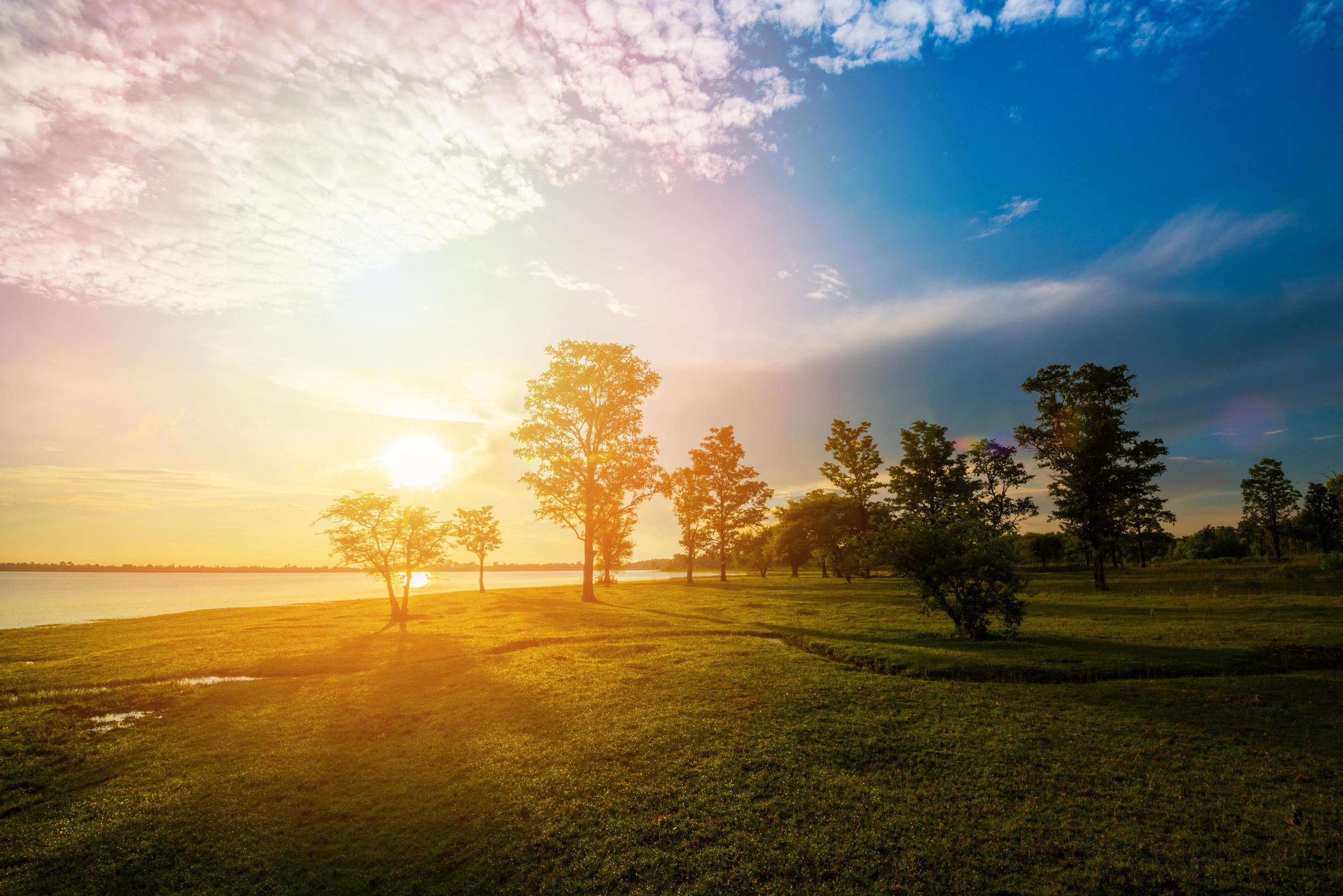 Tree and Rising Sun  Sunrise, Beautiful nature pictures, Sun view