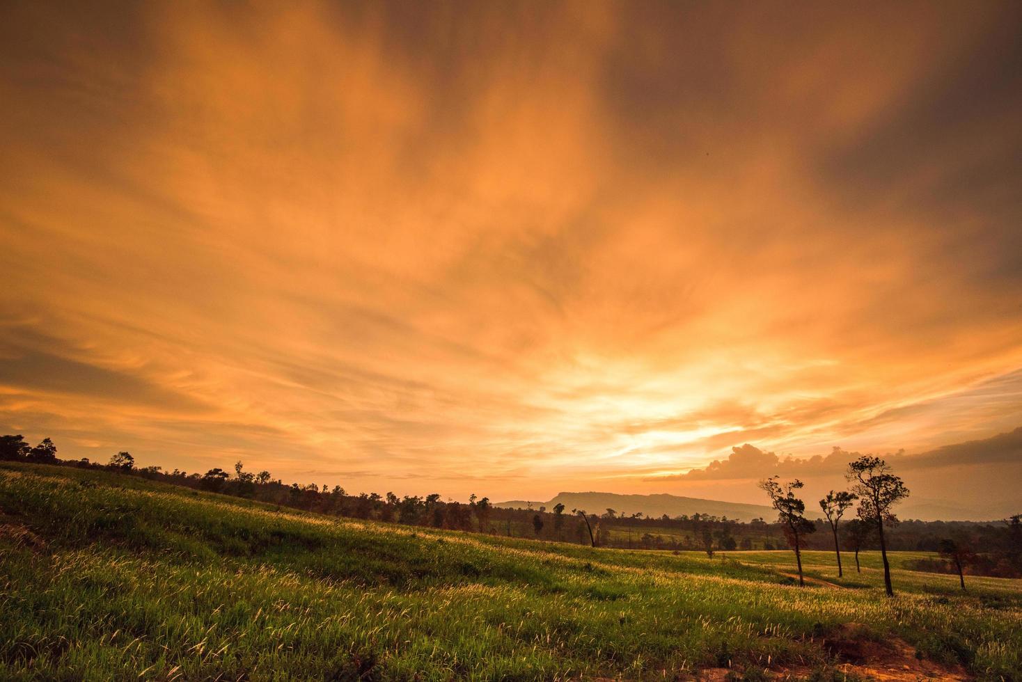 beautiful orange sky sunset on field and meadow green grass with rural countryside and tree background photo