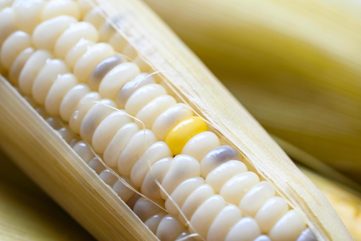 waxy corns or sweet corn cooked background, ripe corn cobs steamed or boiled for food vegan dinner or snack photo