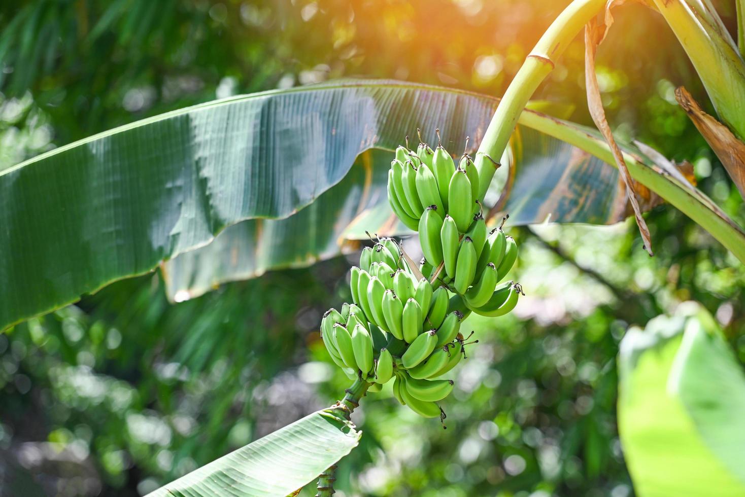 Plátanos verdes en el jardín de la plantación agrícola de banano en Tailandia fruta de verano foto