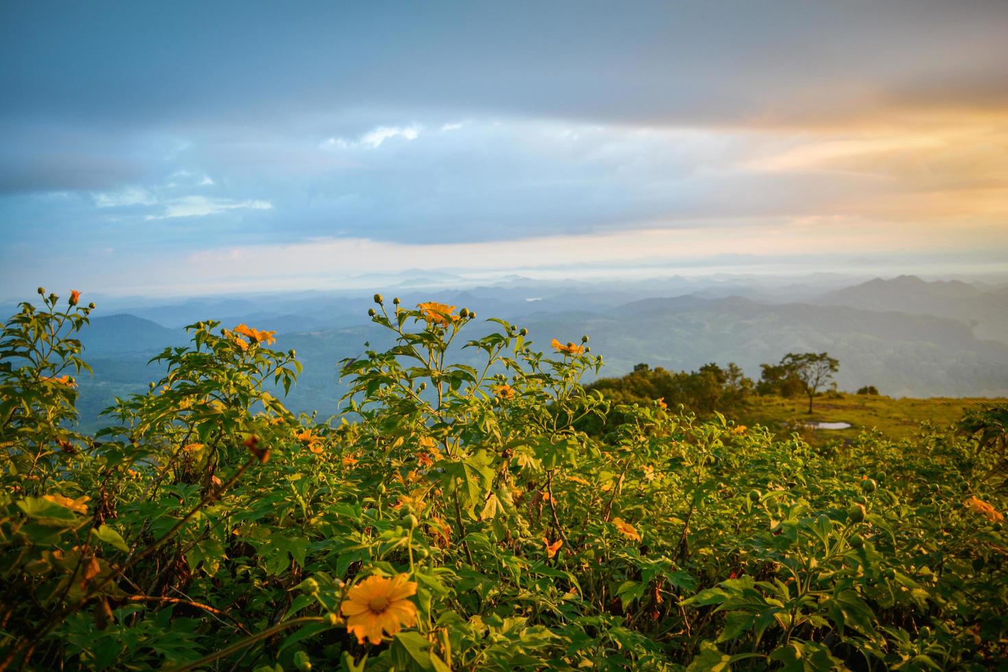 Landscape of tree marigold flower field on hill mountain with sunrise in the morning in the winter photo