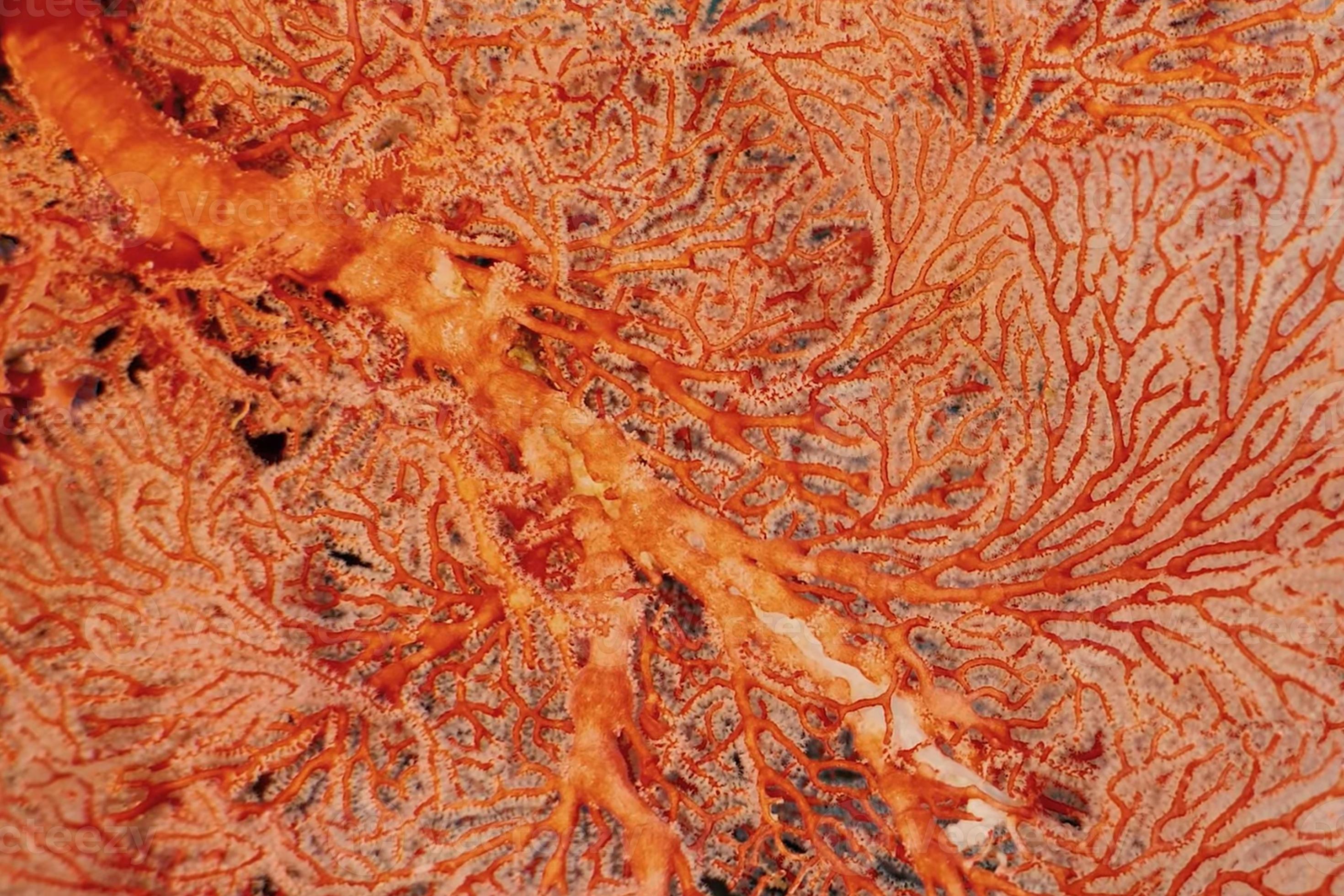 coral leaf underwater detail background. 8726991 Stock Photo at Vecteezy