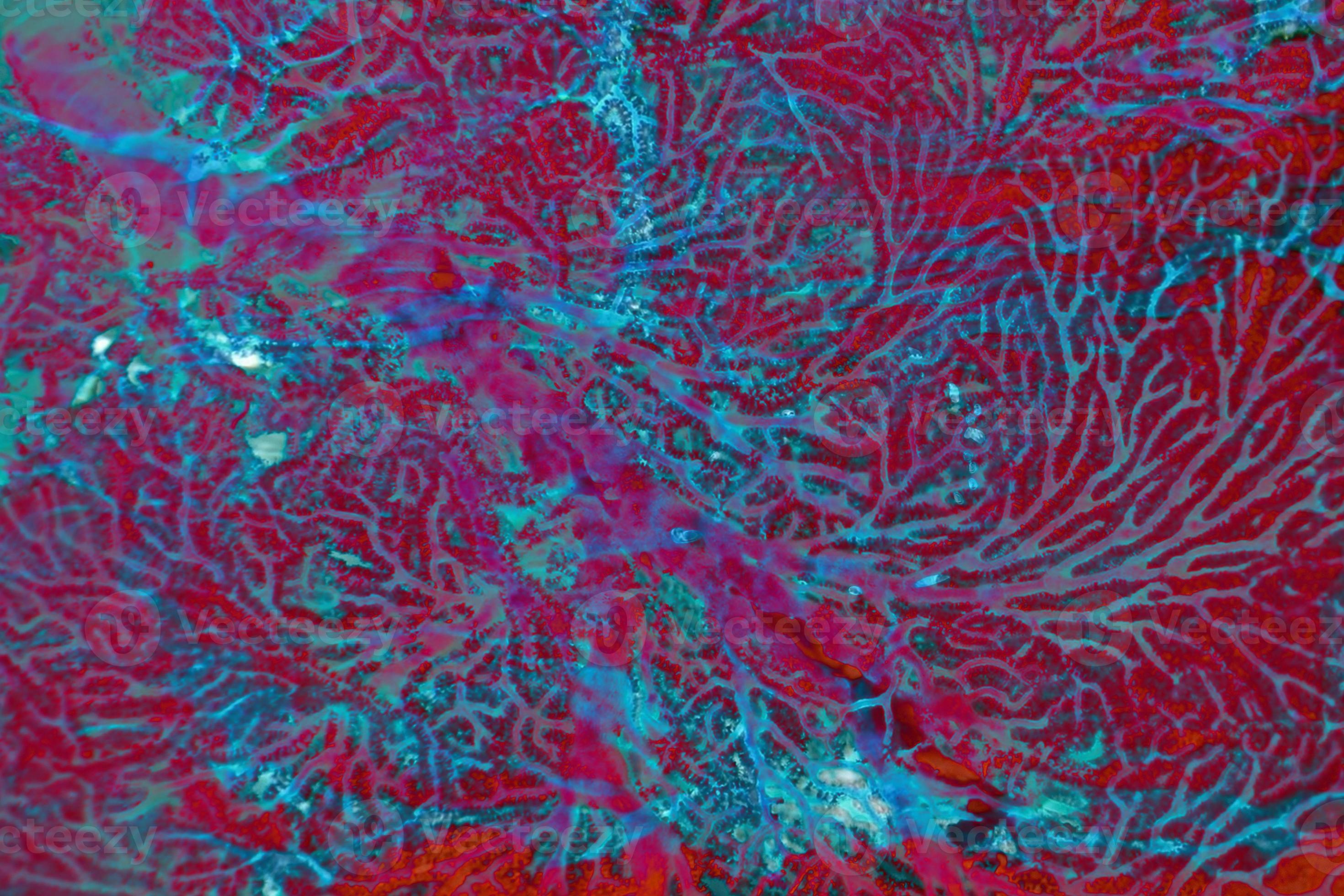 coral leaf underwater detail background. 8726994 Stock Photo at Vecteezy