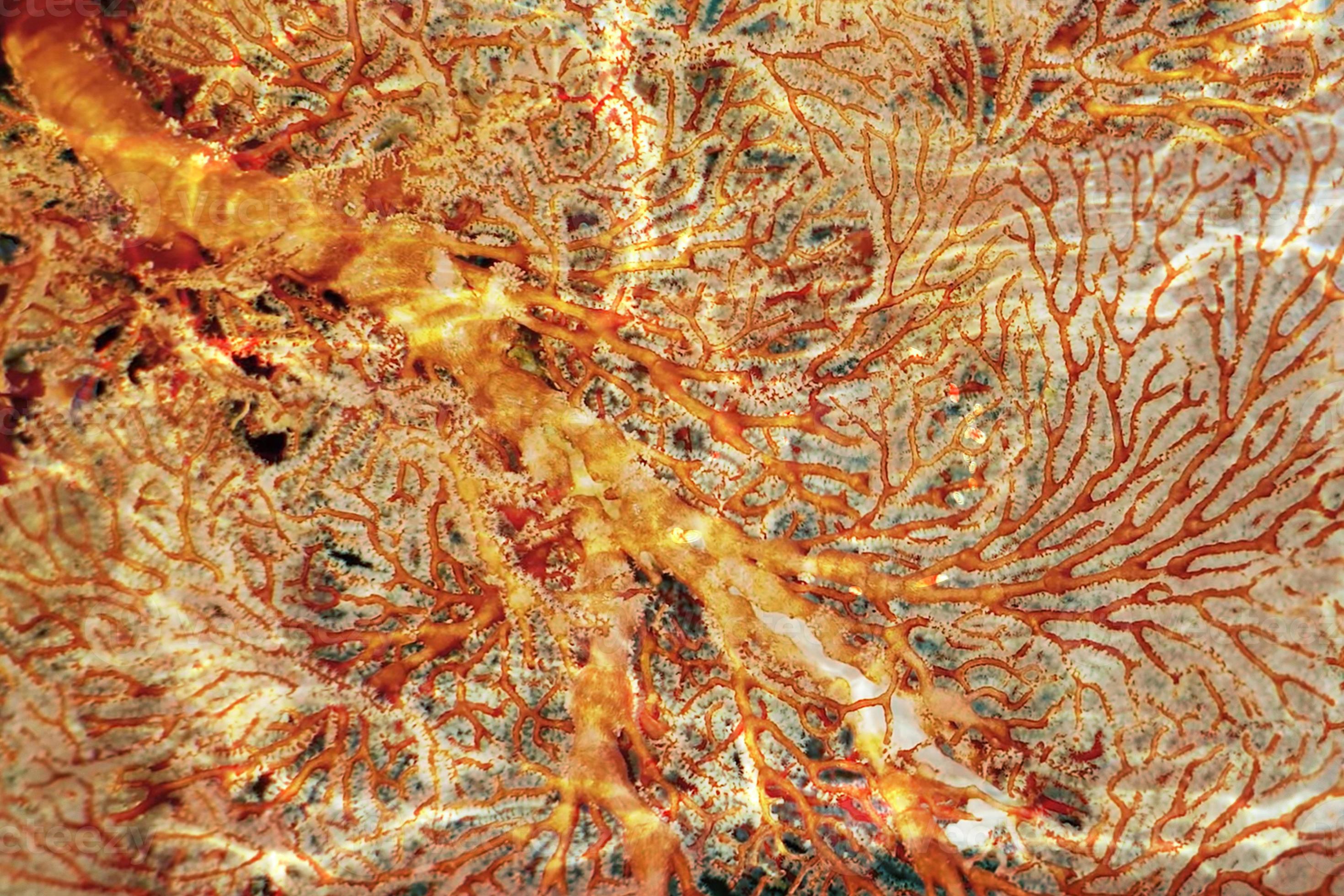 coral leaf underwater detail background. 8727035 Stock Photo at Vecteezy
