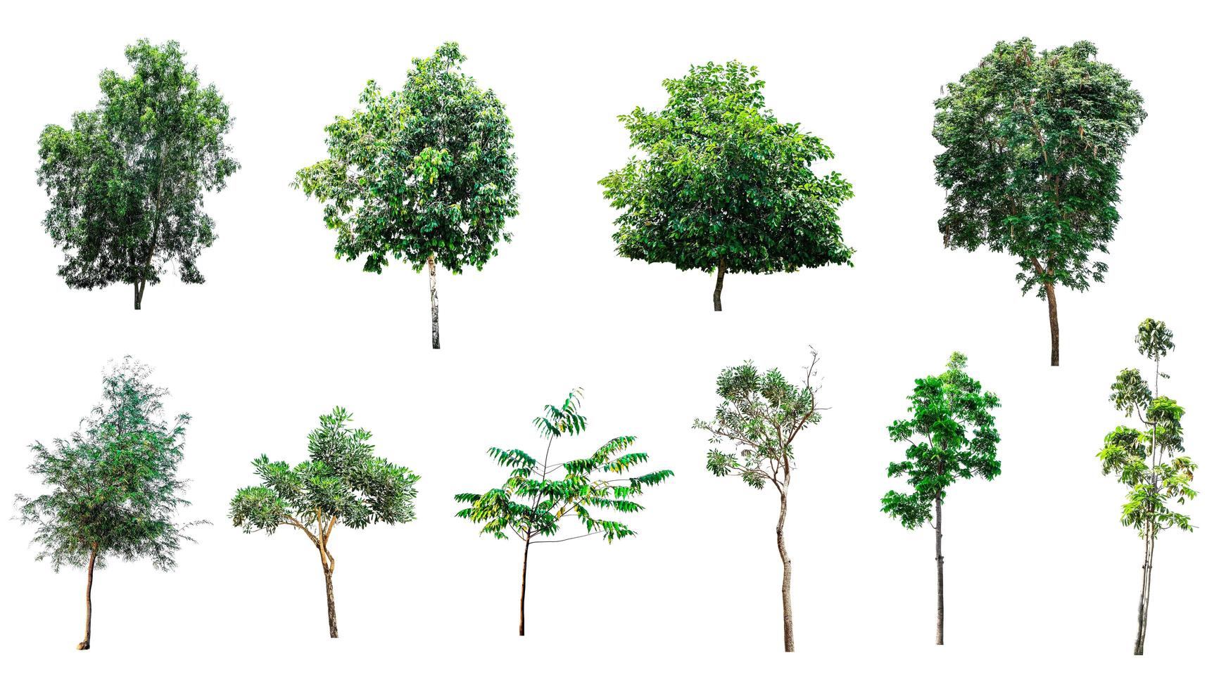 set or group of big fresh green tree isolated on white background, conservative or preservative forest concept photo