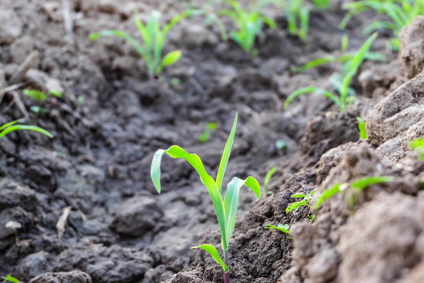 Row pattern of plowed field and sprout corn with sunlight in countryside or rural, begin or start up life concept photo