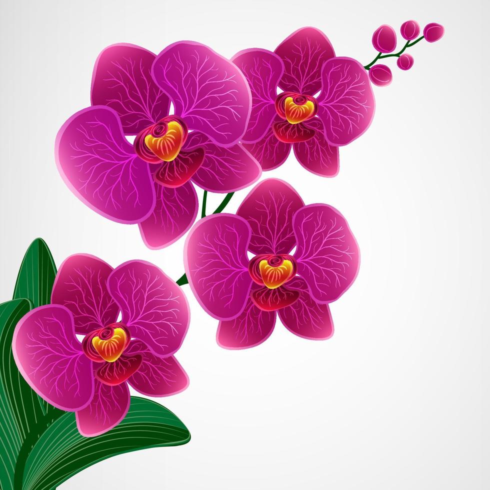 Floral design background. Orchid flowers. vector