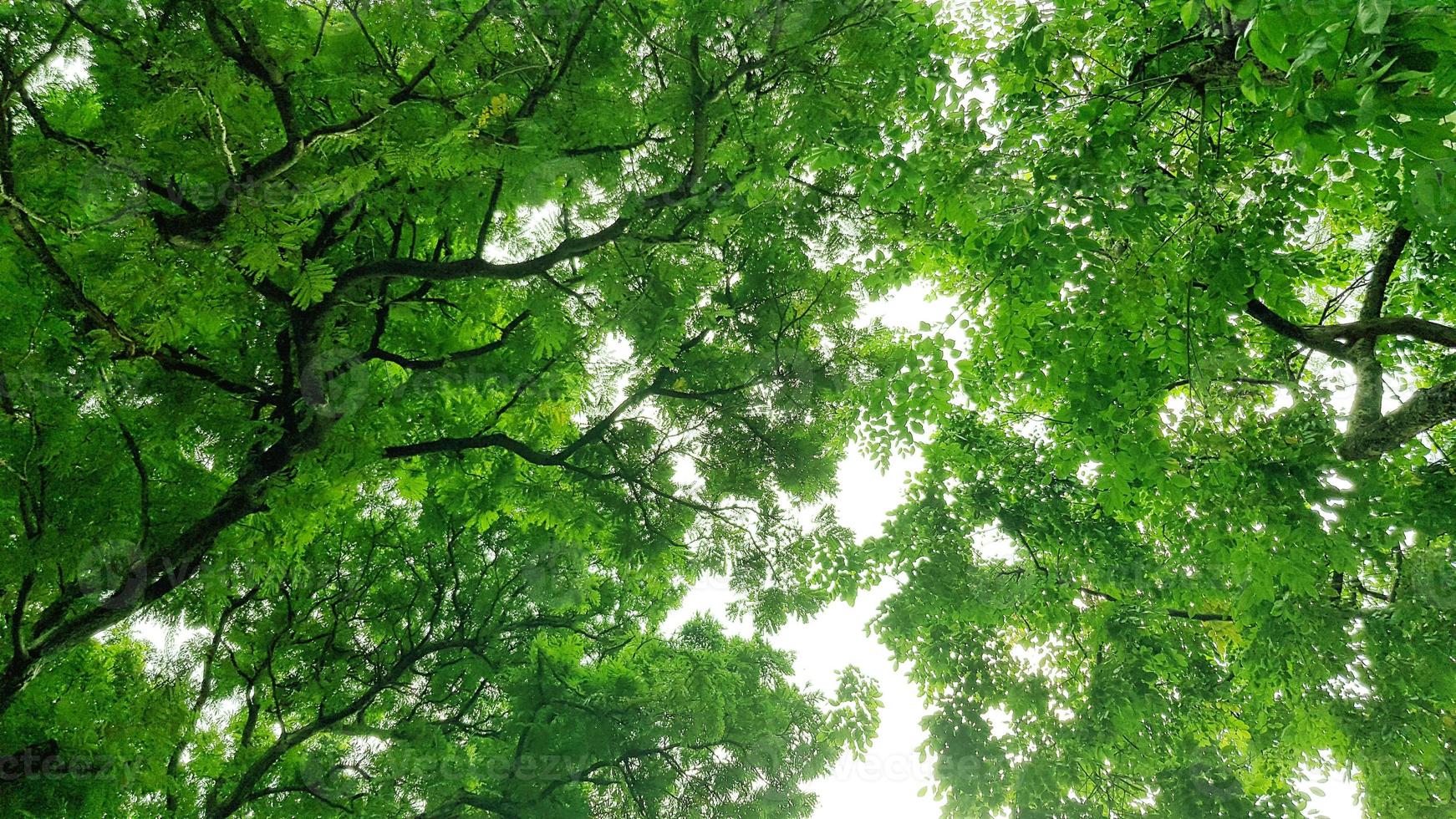 Forest in the spring, summer, autumn and winter photo