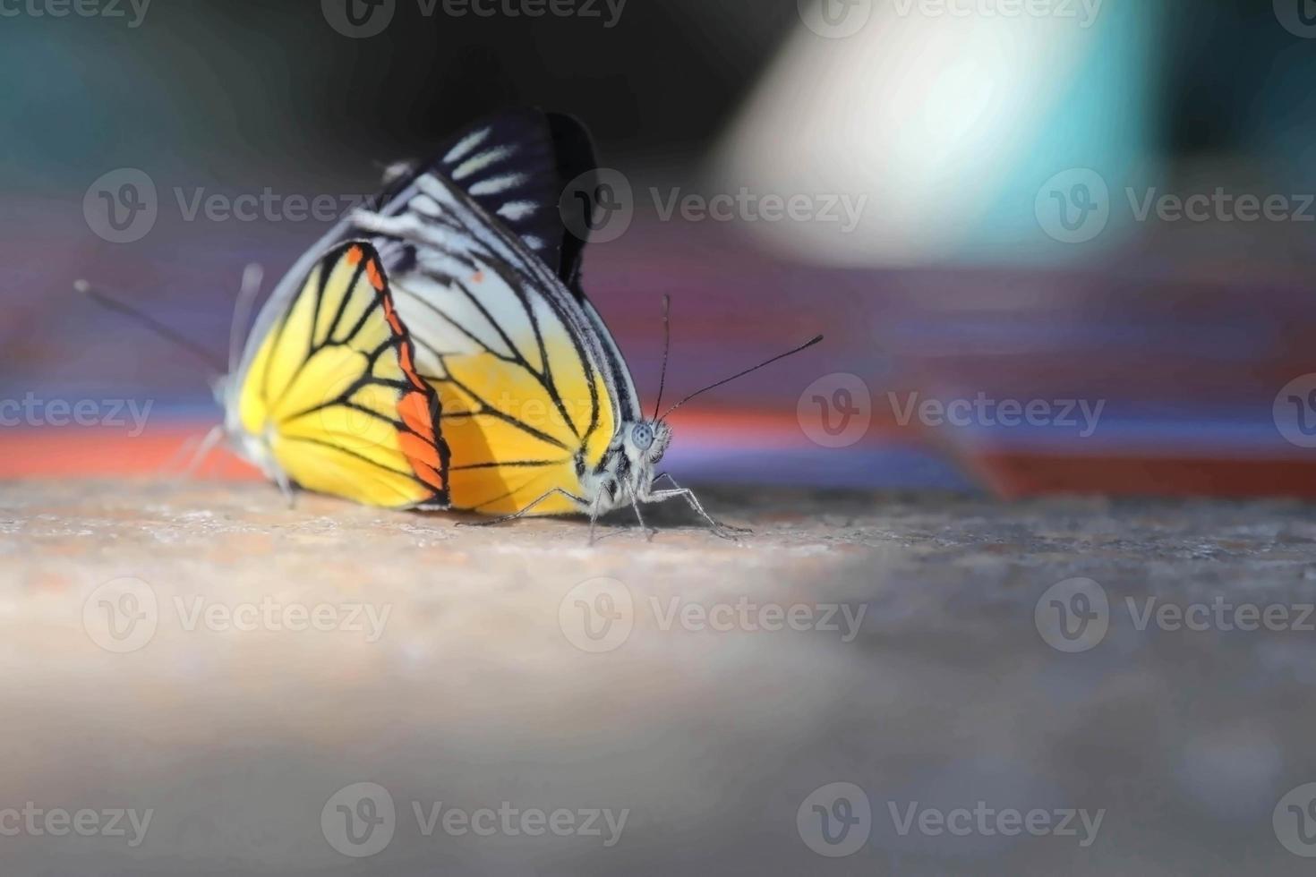 Butterflies are breeding on the cement table floor, in a winter morning when the warm rays of the sun come. photo