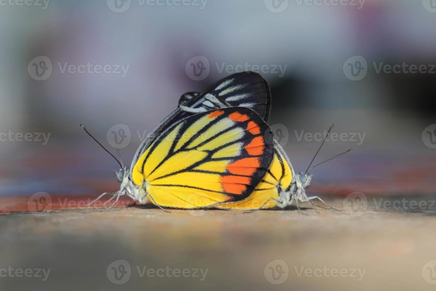 Butterflies are breeding on the cement table floor, in a winter morning when the warm rays of the sun come. photo
