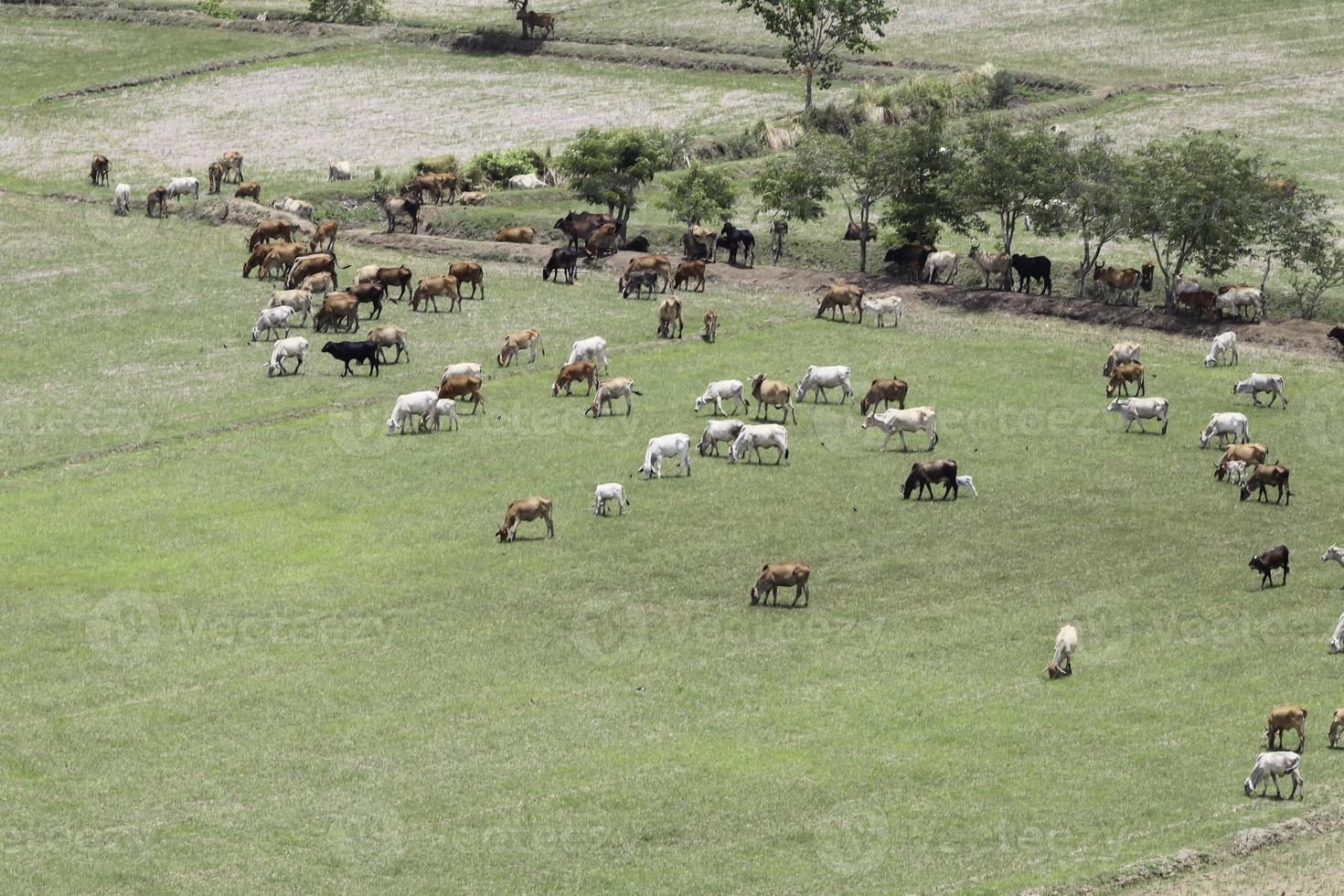 Cows eat grass in the fields in the fields. Aerial view from above, picture from above Grassland and green grass Bird's-eye view Concept of farming and agriculture. photo