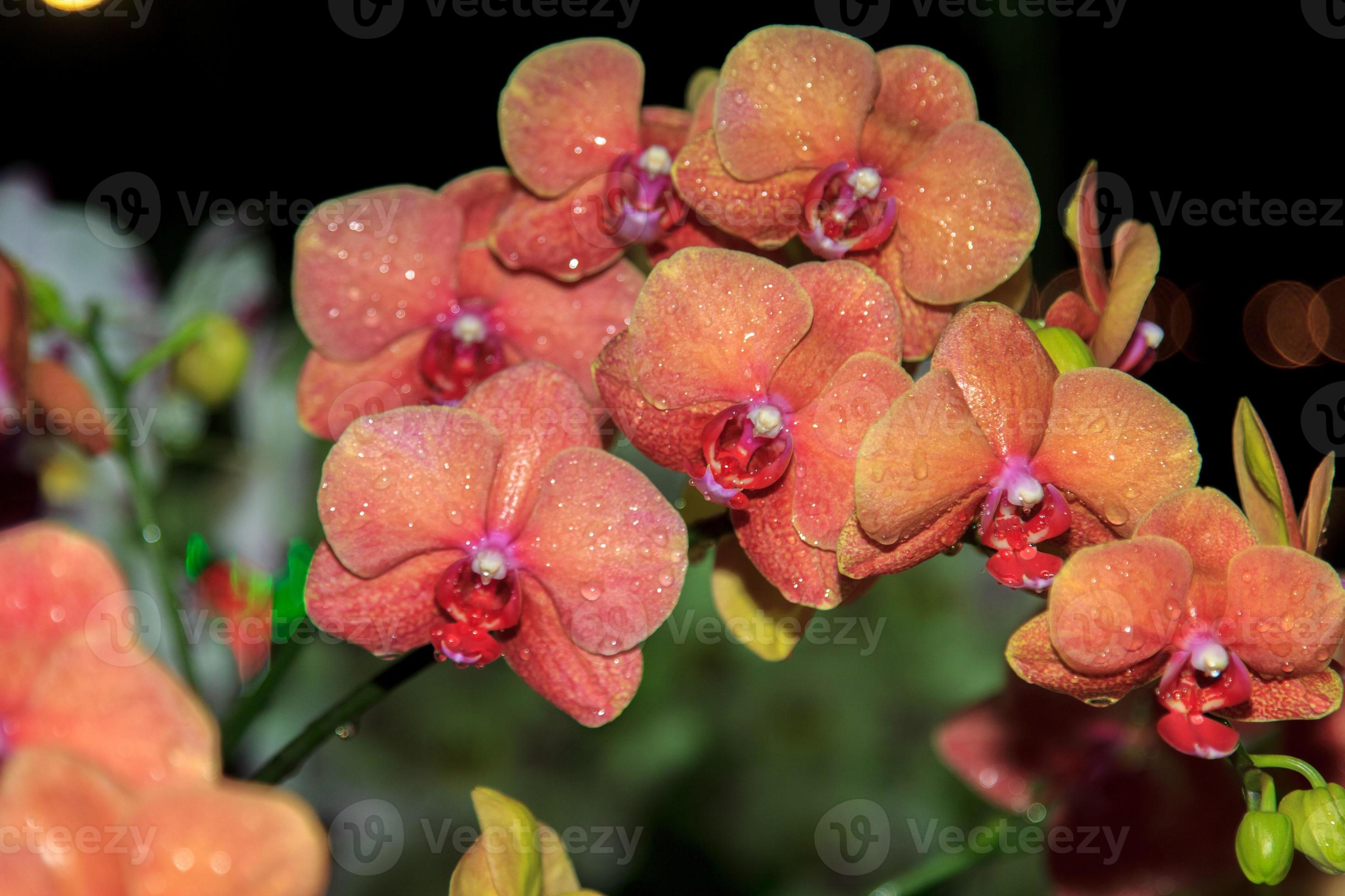 Orange-yellow Vanda orchid, fragrant, is a commercial plant for export,  popular culture and decoration and home decoration, popular in Europe and  America. 8728362 Stock Photo at Vecteezy