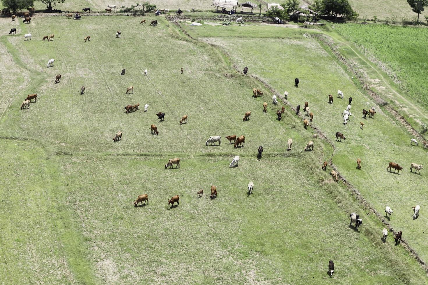 Cows eat grass in the fields in the fields. Aerial view from above, picture from above Grassland and green grass Bird's-eye view Concept of farming and agriculture. photo