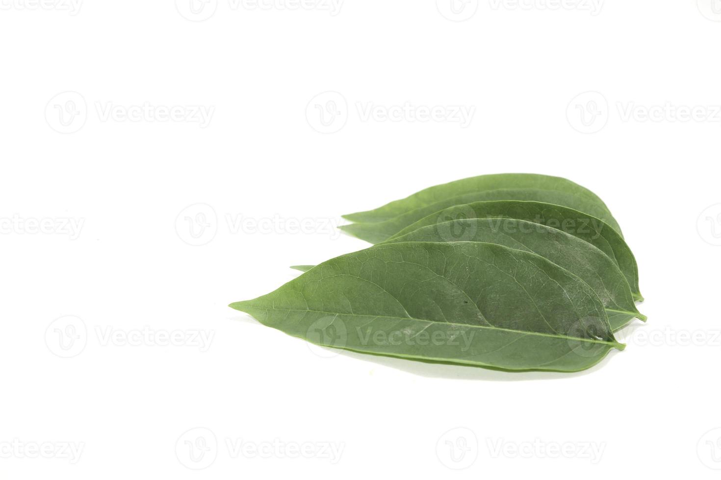 Small green gooseberry leaves arranged beautifully with artistic elements and have space to write messages and phone numbers. photo
