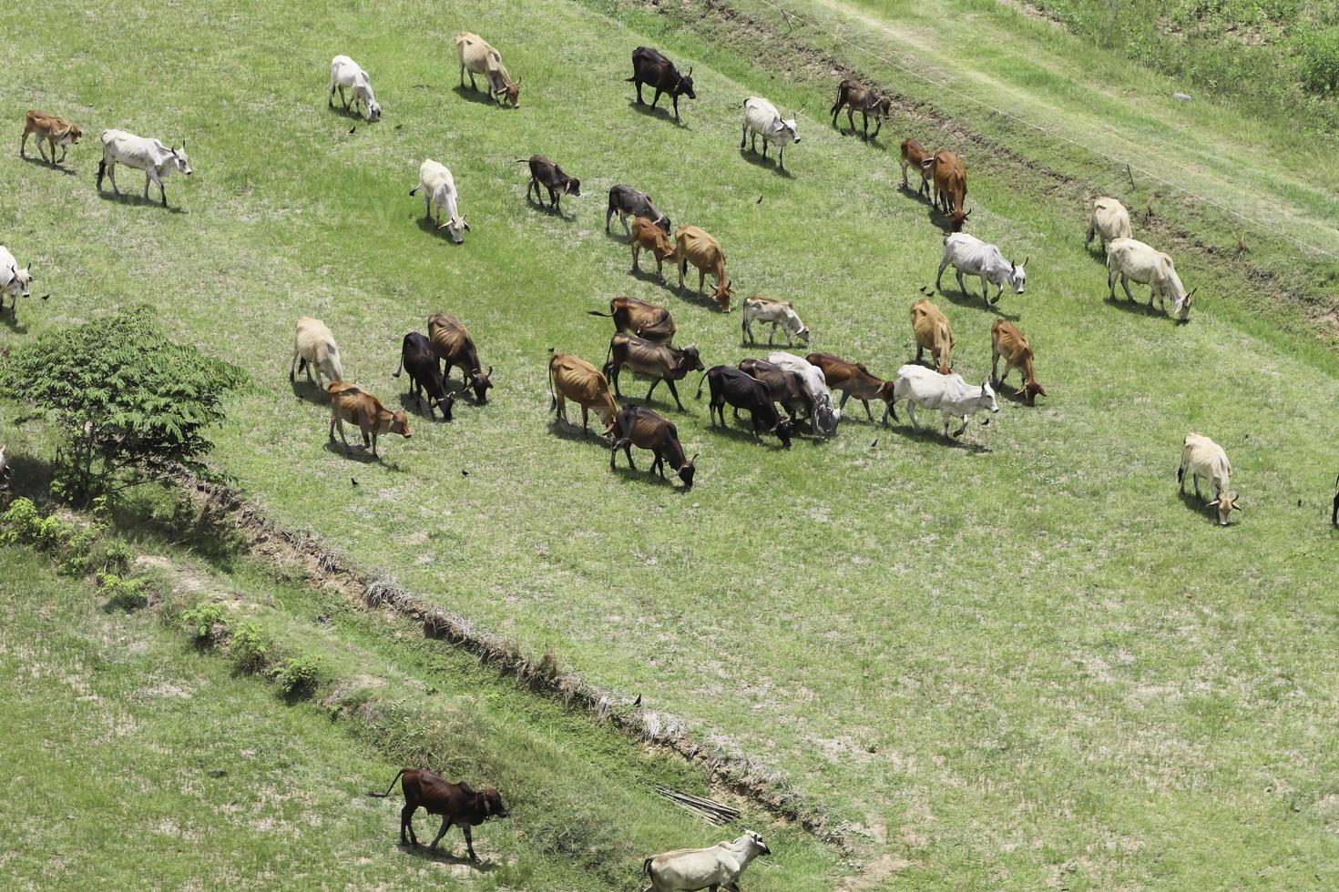 Cows eat grass in the fields in the fields. Aerial view from above, picture from above Grassland and green grass Bird's-eye view Concept of farming and agriculture. photo