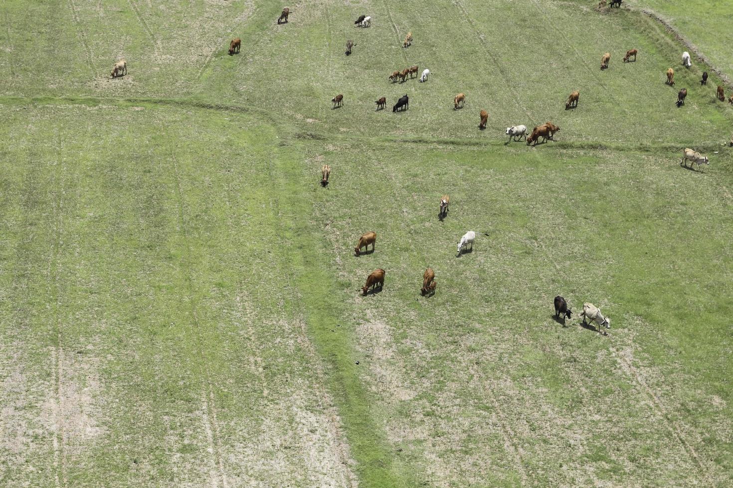 las vacas comen hierba en los campos en los campos. vista aérea desde arriba, imagen desde arriba pastizales y hierba verde vista de pájaro concepto de agricultura y agricultura. foto