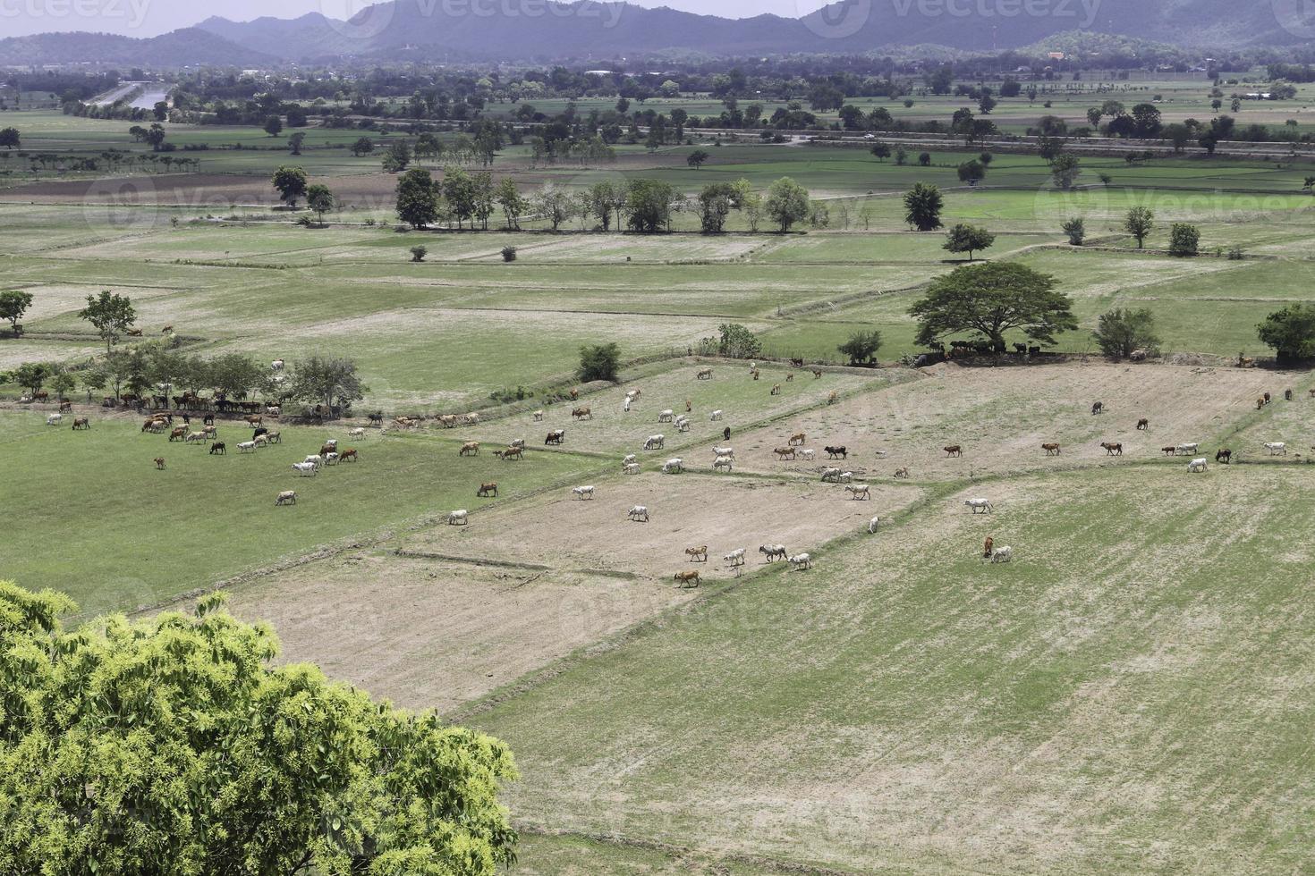 Cows eat grass in the fields in the fields. Aerial view from above, picture from above Grassland and green grass Bird's-eye view Concept of farming and agriculture. photo