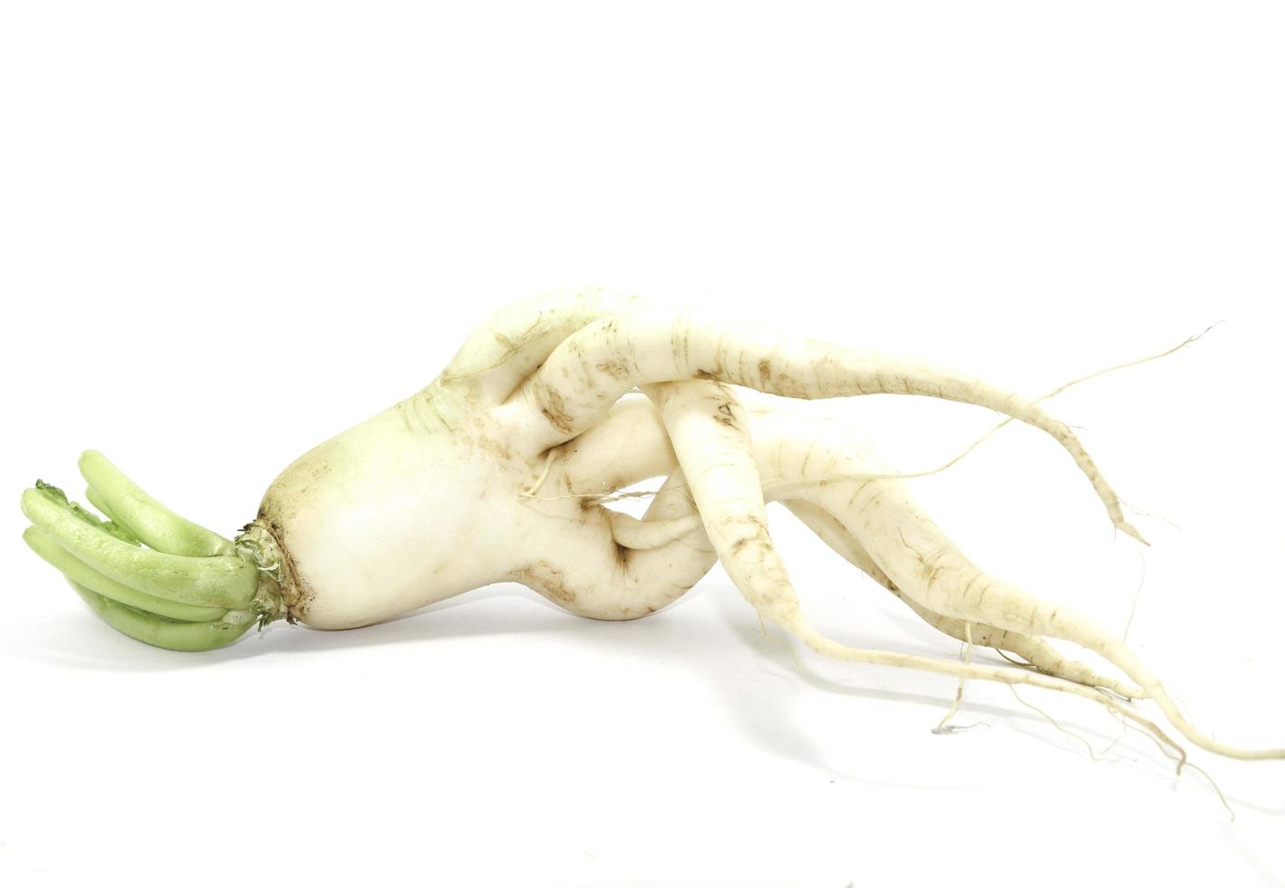 rábanos cultivados orgánicamente que se cultivan para comer y para la venta - en el jardín de un agricultor sobre un fondo blanco como una dieta saludable y vegana, tomados en mi estudio de casa. foto