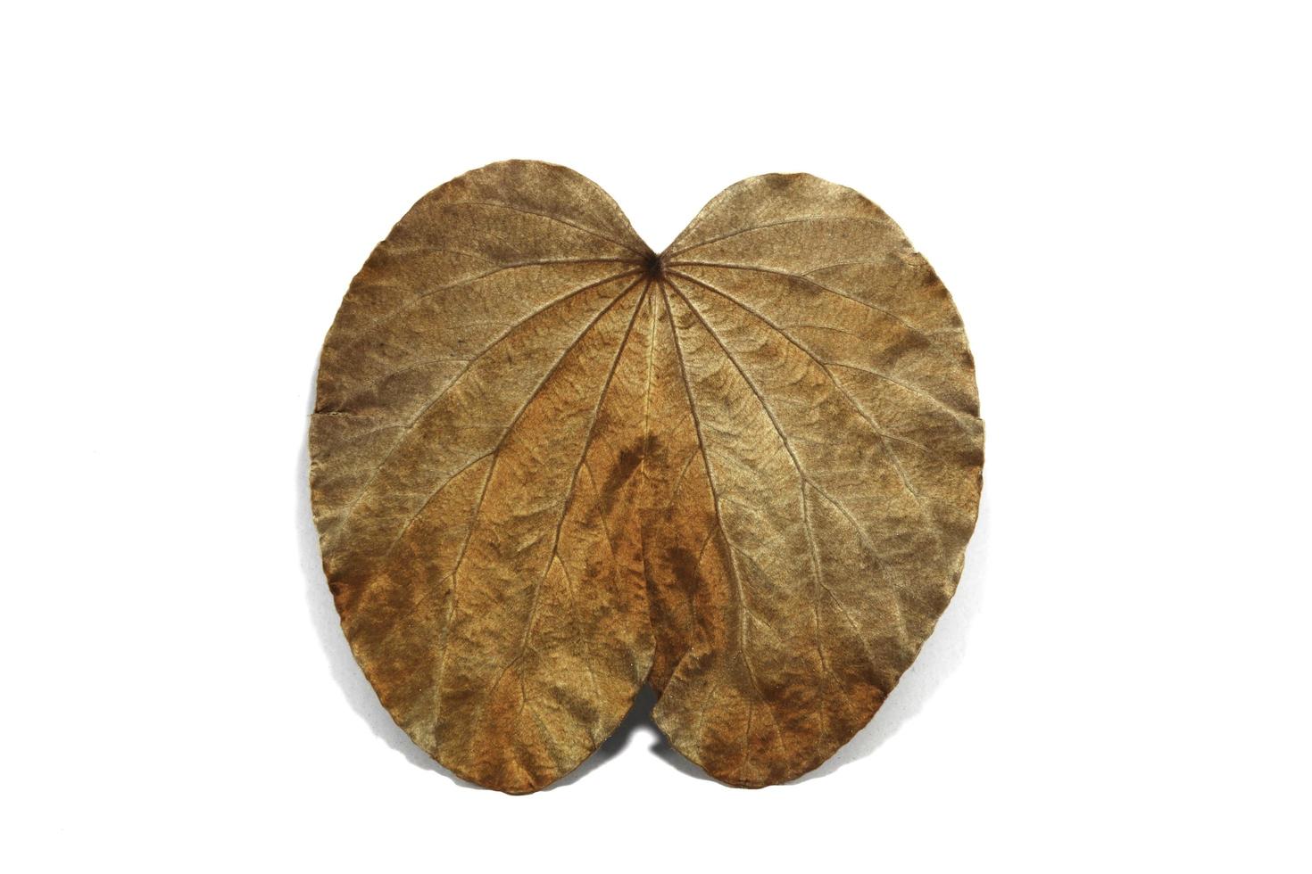 Golden leaves on a white background  or Yandao is a rare, auspicious vine, native to southern Thailand and Malaysia. photo