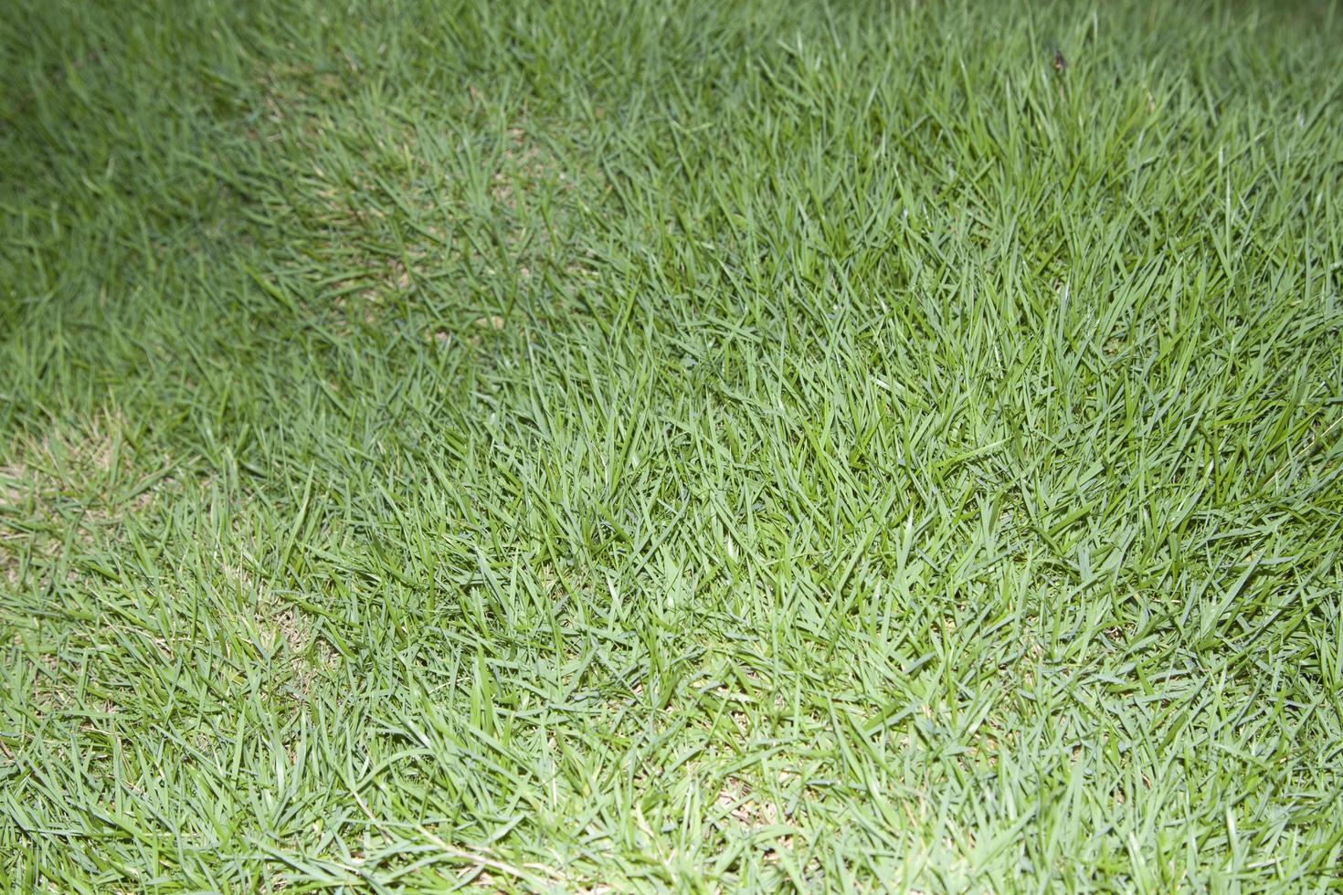 green lawn is growing in a beautifully designed backyard, mimicking man-made nature. photo