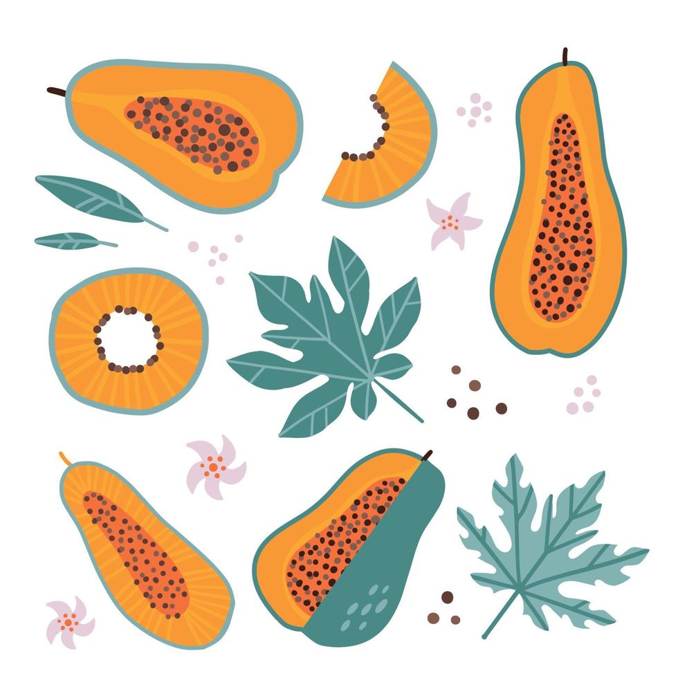 Big Set of isolated papaya whole and slice fruit, flowers and leaf. Orange tropical food. Elements in modern flat style. Cute papain. Vector flat hand drawn illustration